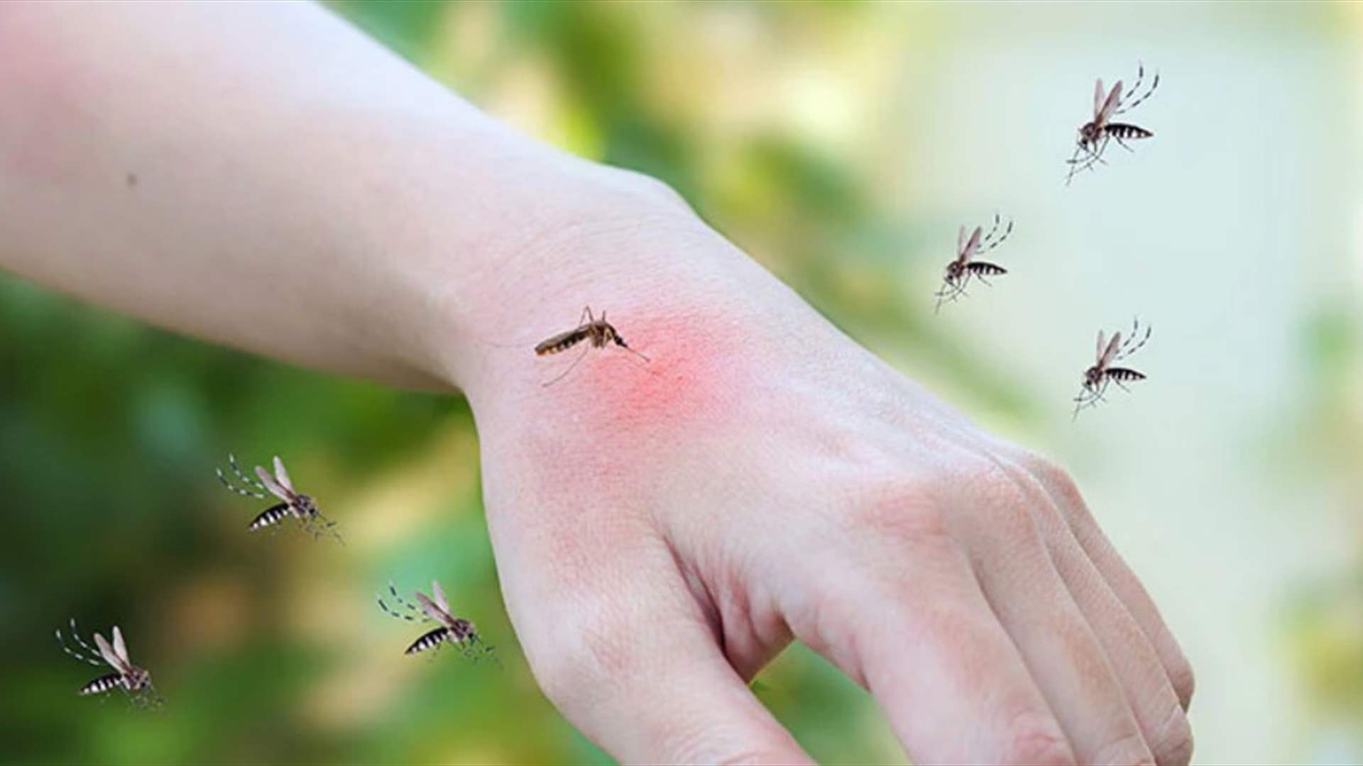 هل تعانون من &quot;البرغش&quot; في المنزل وخارجه؟ إليكم 5 طرق طبيعية للتخلص منه (فيديو)