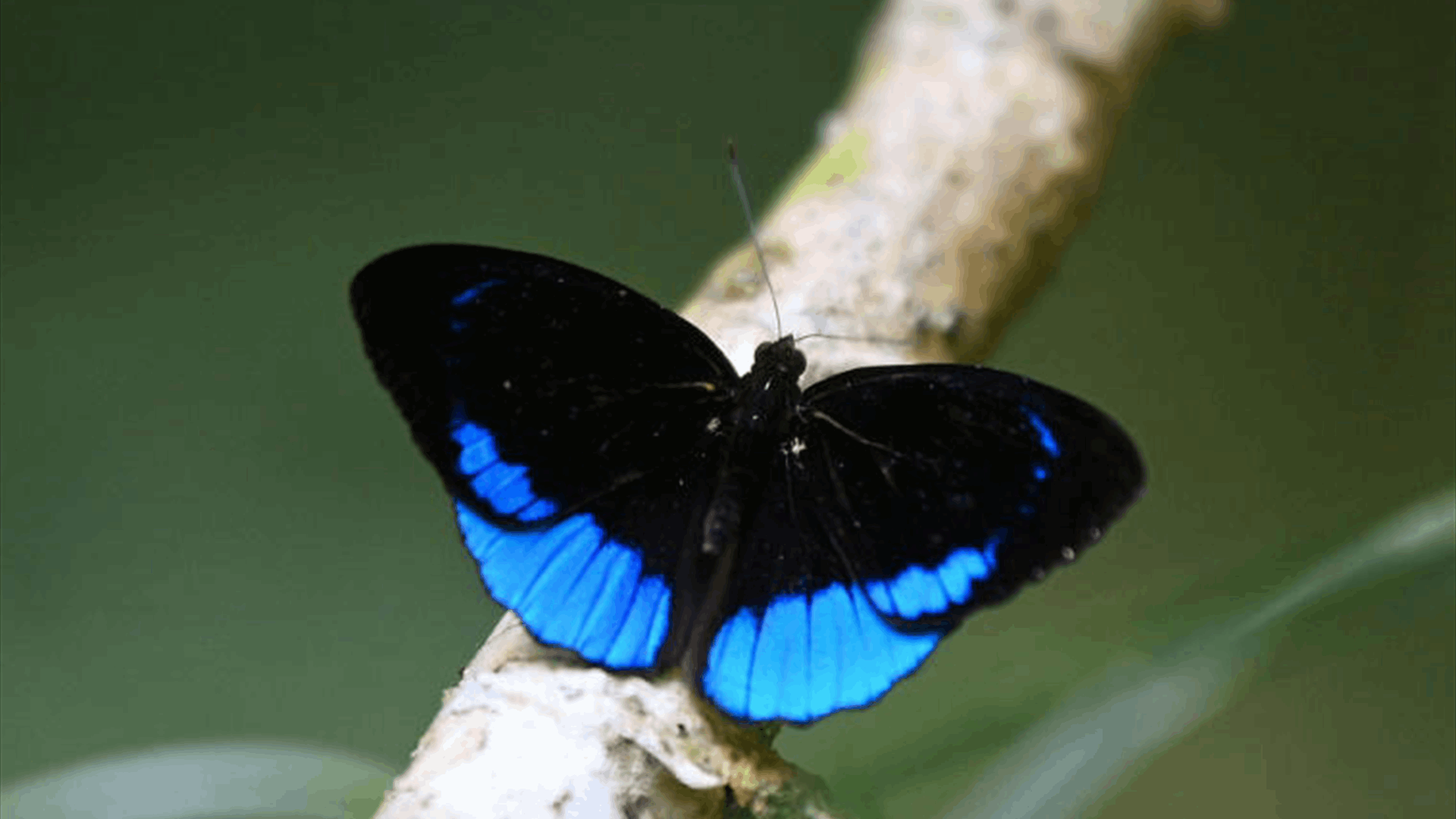 الفراشات لا تكتفي برحيق الأزهار بل تستطيع تلقيحها... كهربائياً