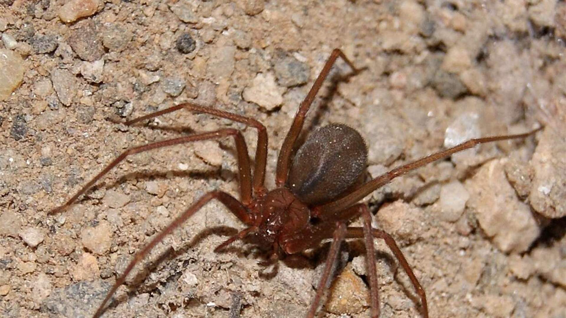 لدغة عنكبوت أودت بحياة شاب عشريني وهذه التفاصيل!