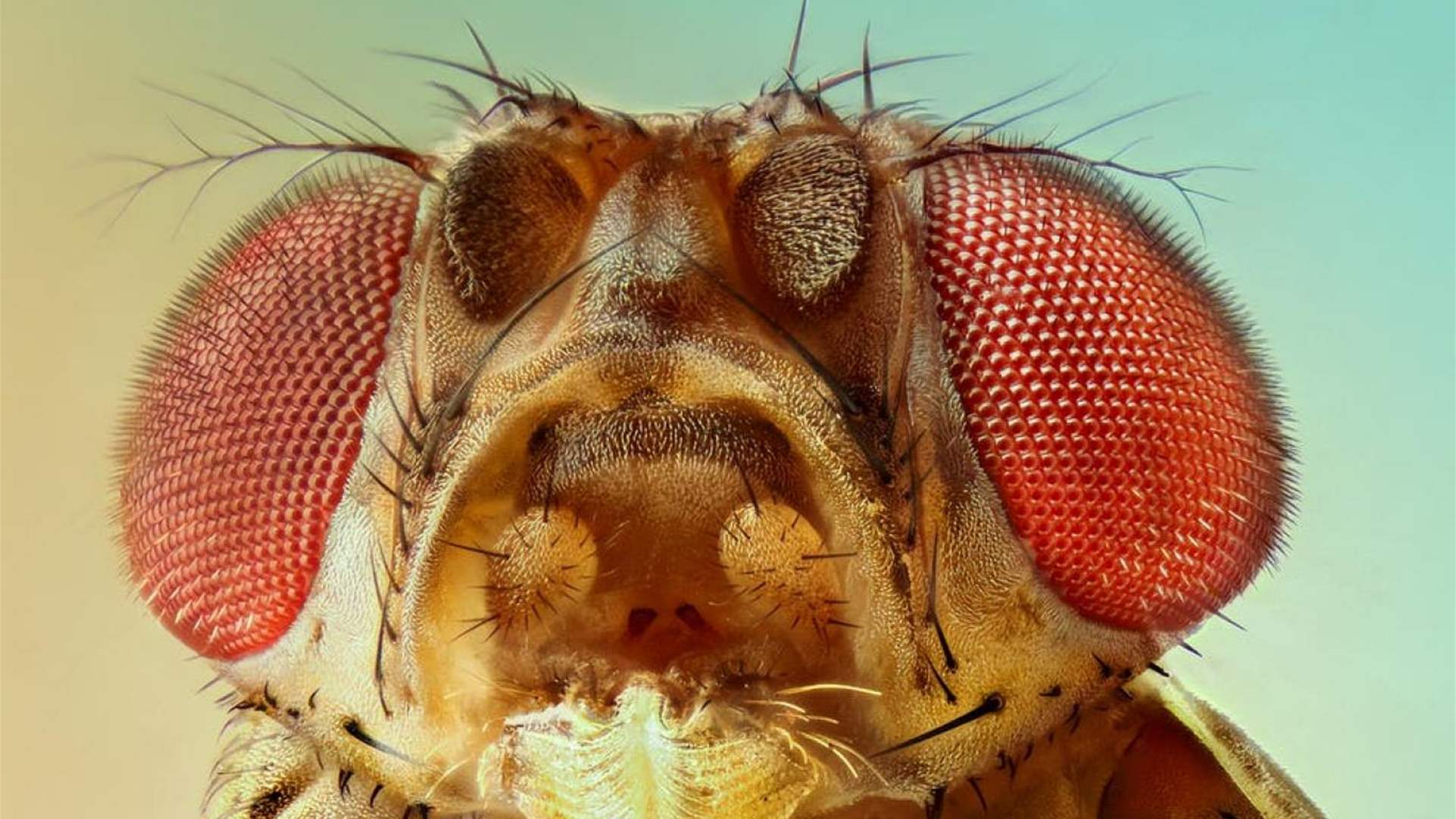 ذبابة الفاكهة تتجاهل أي مخاطر قد تواجهها عند سعيها للتزاوج - Lebanon News