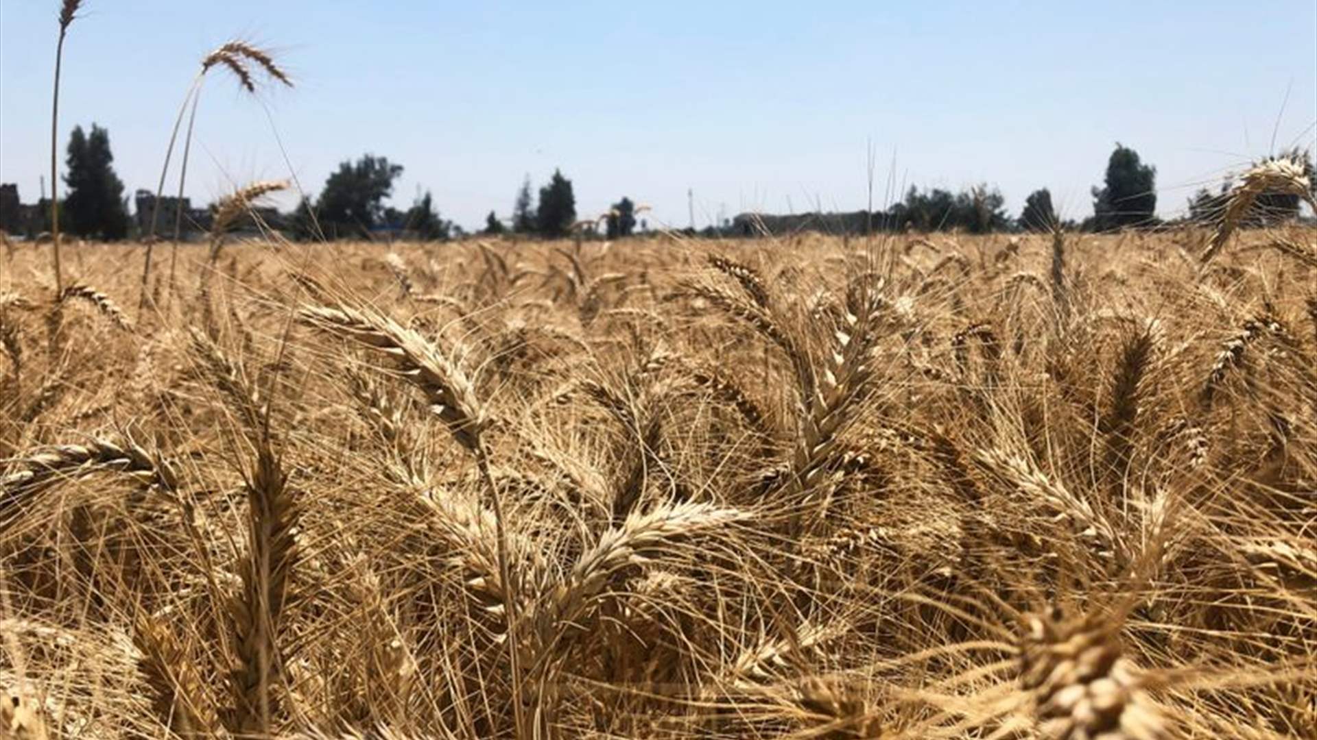 وزير التموين المصري: الإحتياطي الإستراتيجي من القمح يكفي 6 أشهر