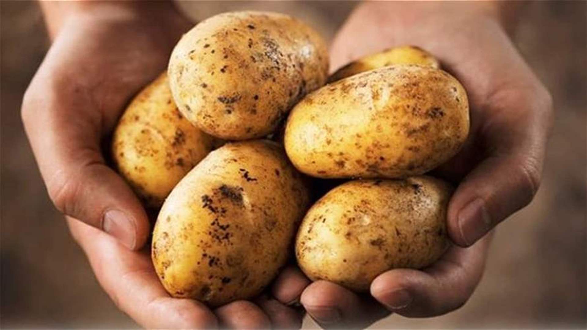 مع بدء موسم الحصاد... وزارة الزراعة تدعو الى دعم البطاطا اللبنانية