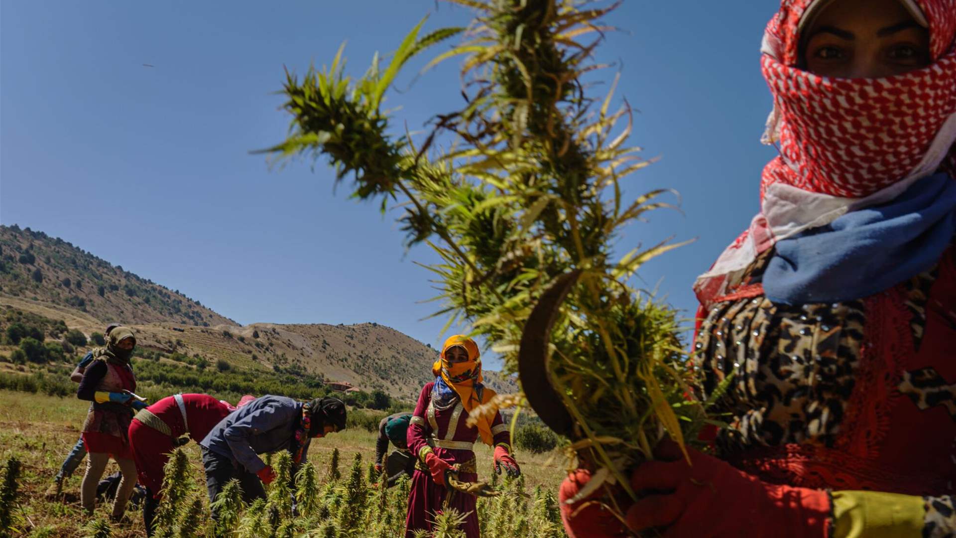 Could cannabis save Lebanon? Debate reignites amid economic crisis