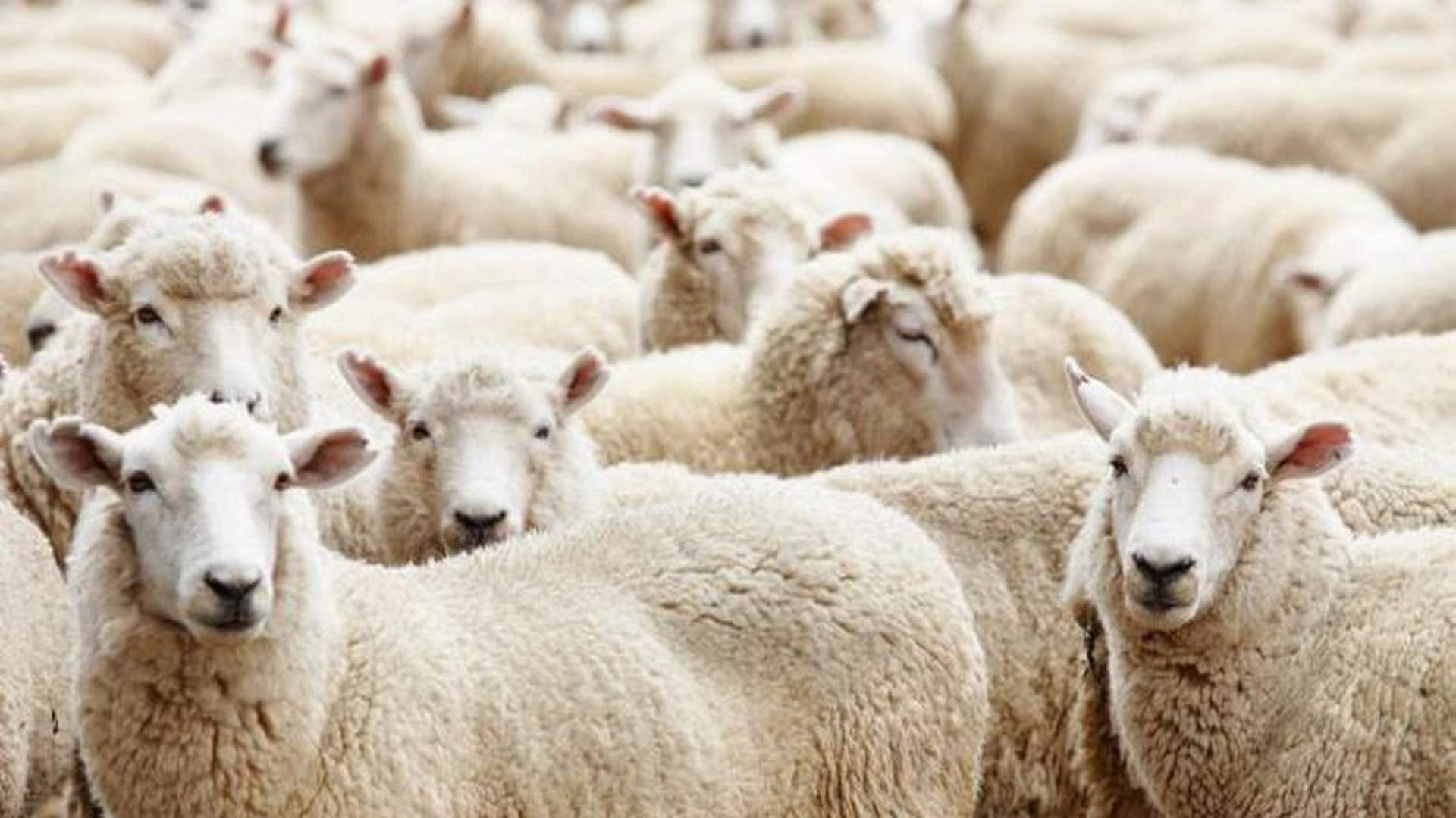 &quot;قطاع اللحوم يواجه تحديات كبيرة&quot;... ماجد عيد: تراجع حاد في الإقبال على الأضاحي!