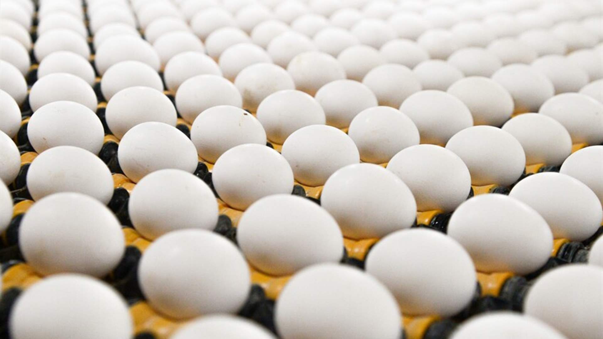 الحكومة الأميركية ترفع دعوى ضد كاليفورنيا بسبب أسعار البيض
