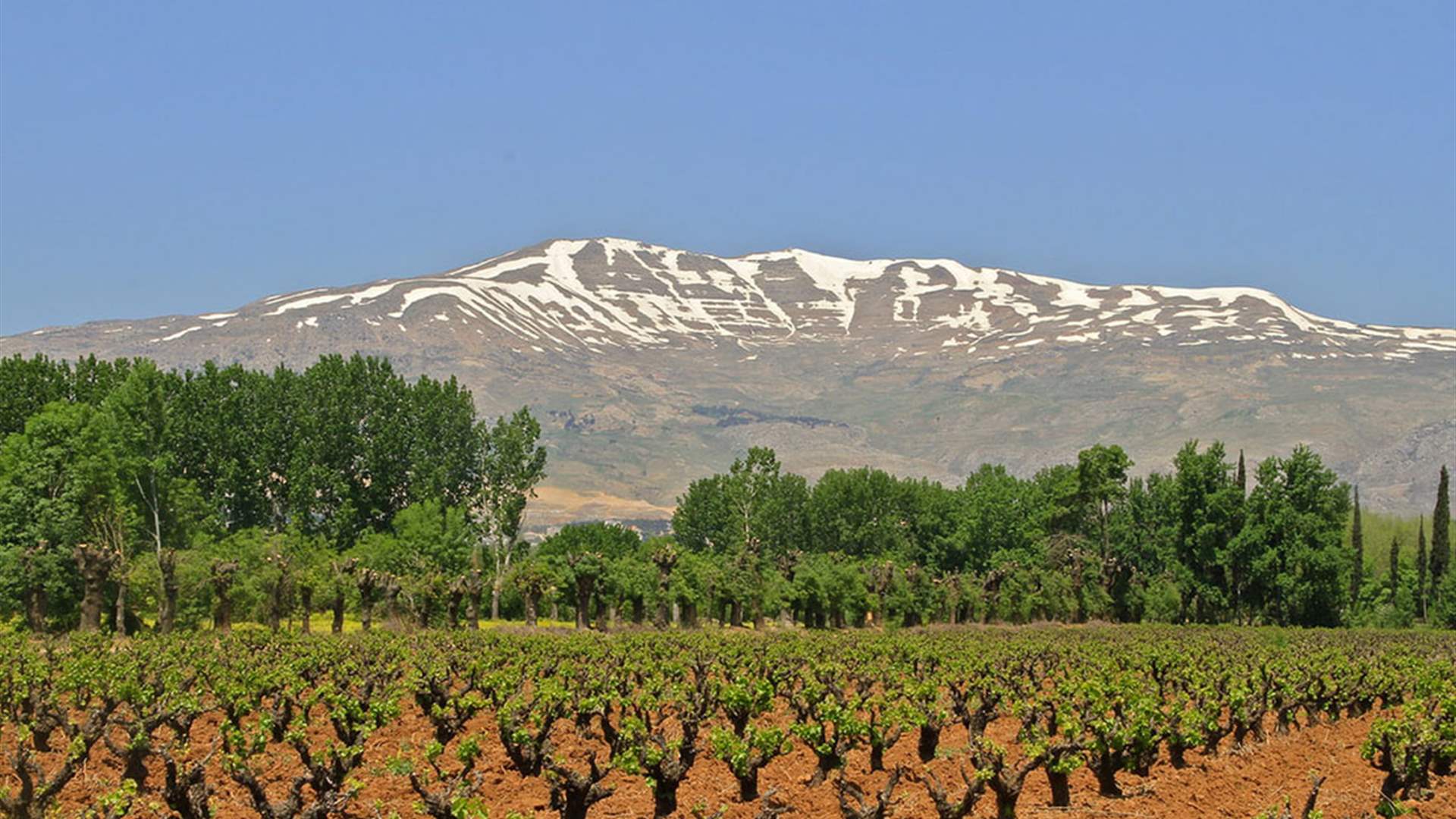 President Aoun hails Zahle’s global wine city designation as national win