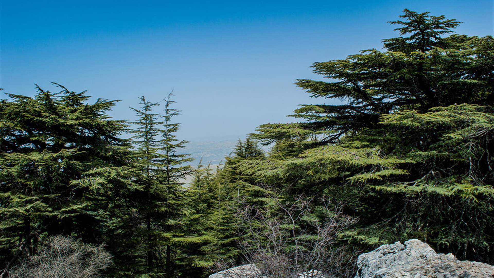 Mass pruning in Bsharri sparks concern over Lebanon’s iconic cedars