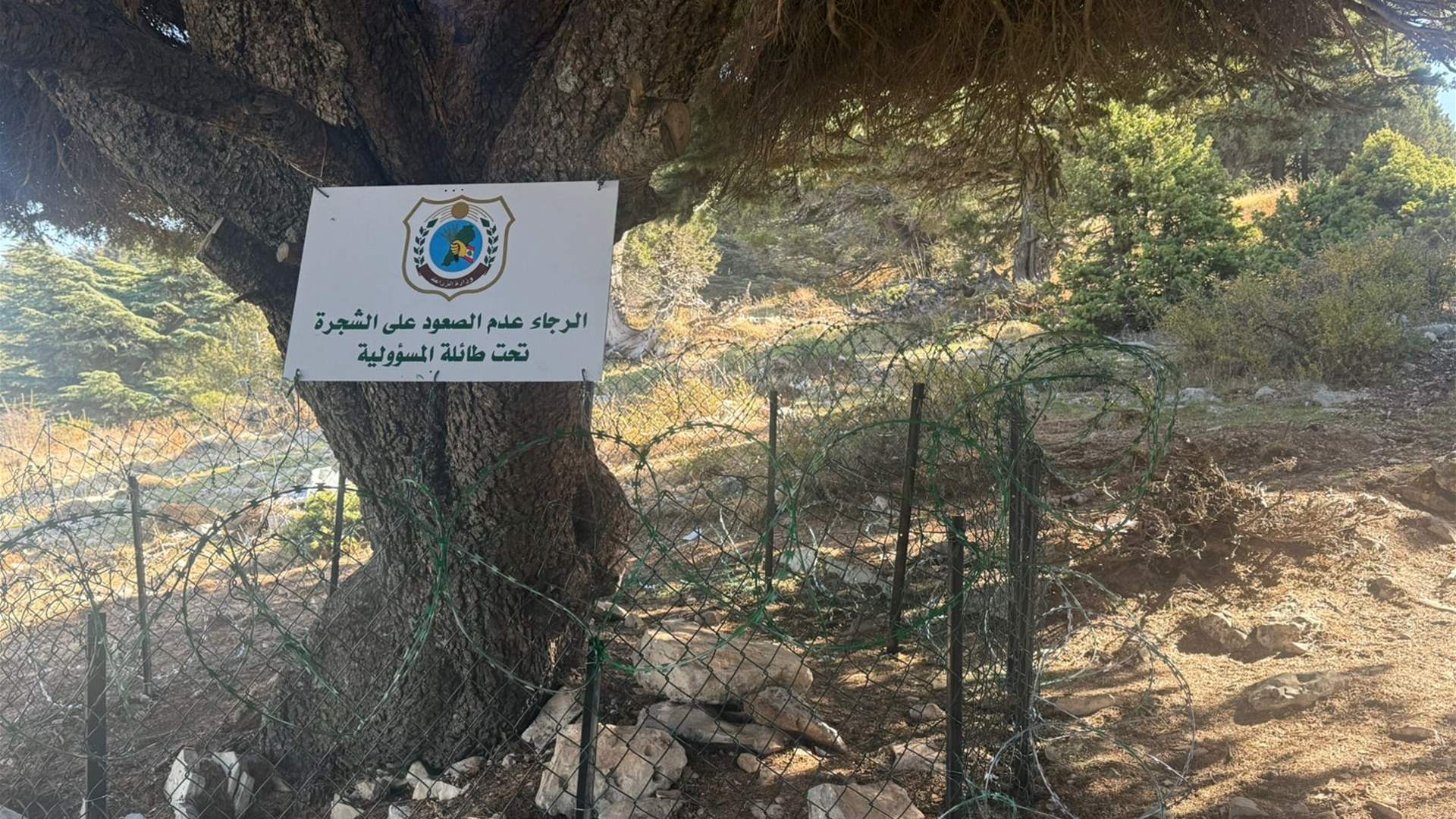 وزارة الزراعة تعيد تركيب السياج حول شجرة الأرز المحمية في عكار وتتوعد المتعدين بإجراءات صارمة