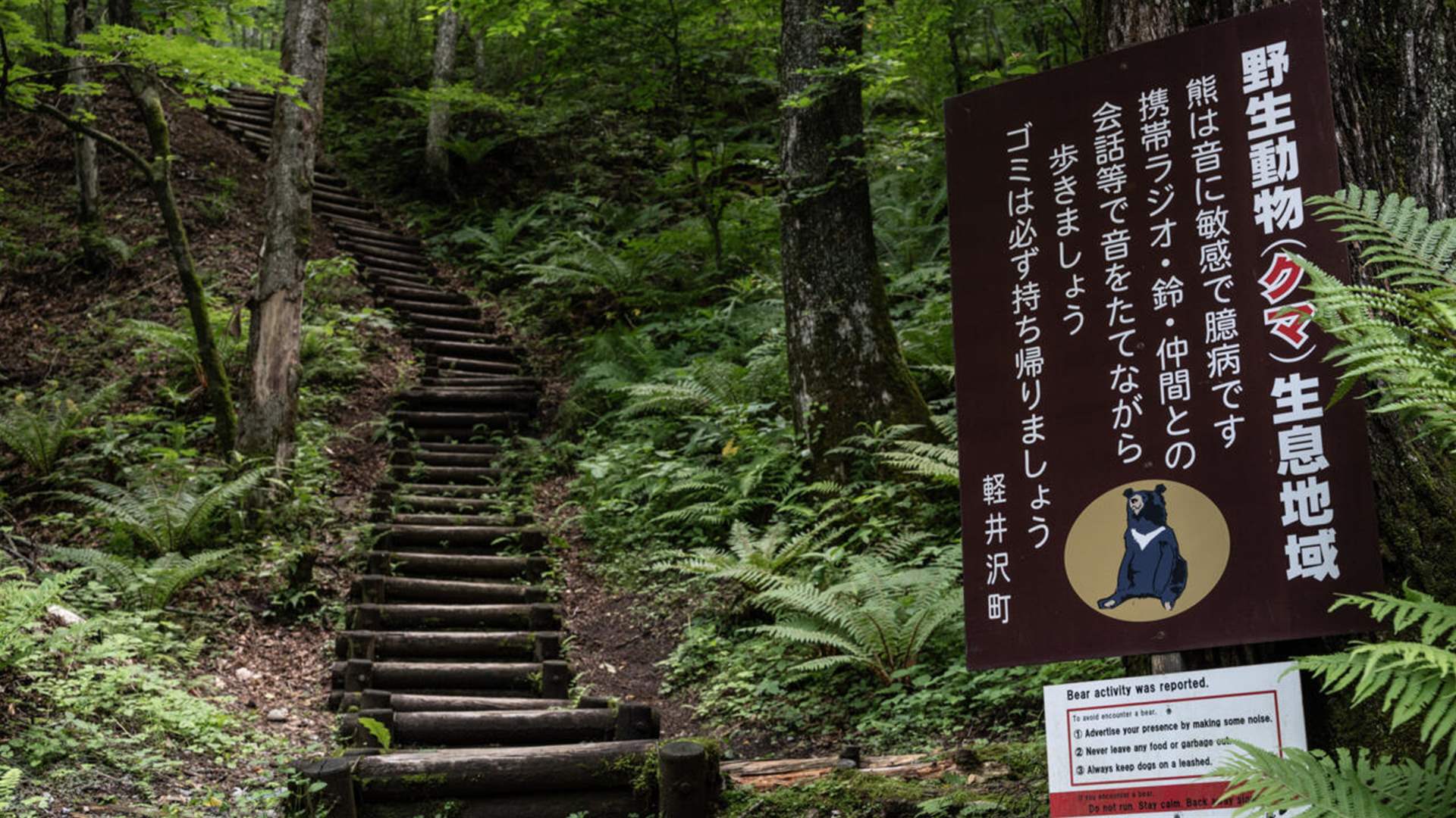 Japan governor asks for military help against &#39;dire&#39; bear attacks