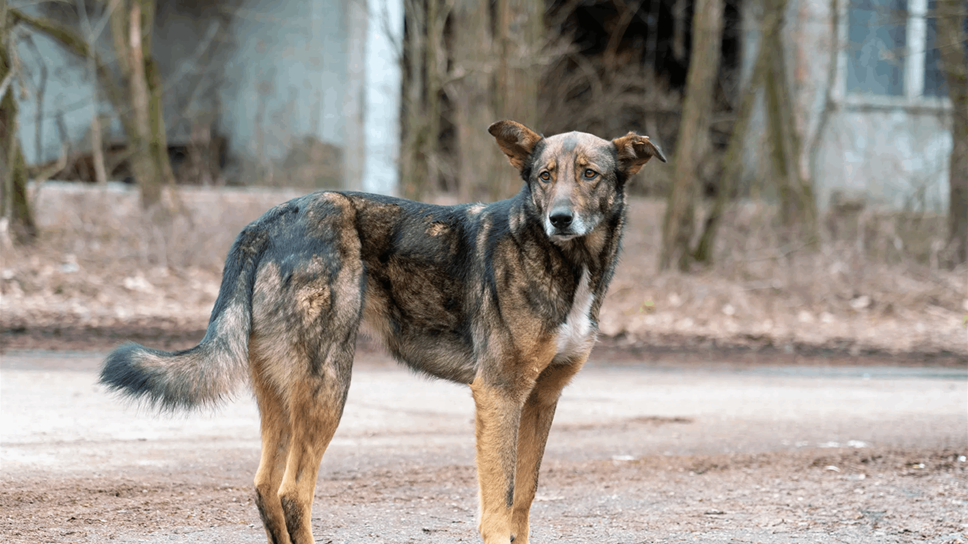 &quot;لم تكن زرقاء الأسبوع الماضي&quot;... ظهور كلاب بفراء أزرق في تشيرنوبيل يثير تساؤلات (صور)