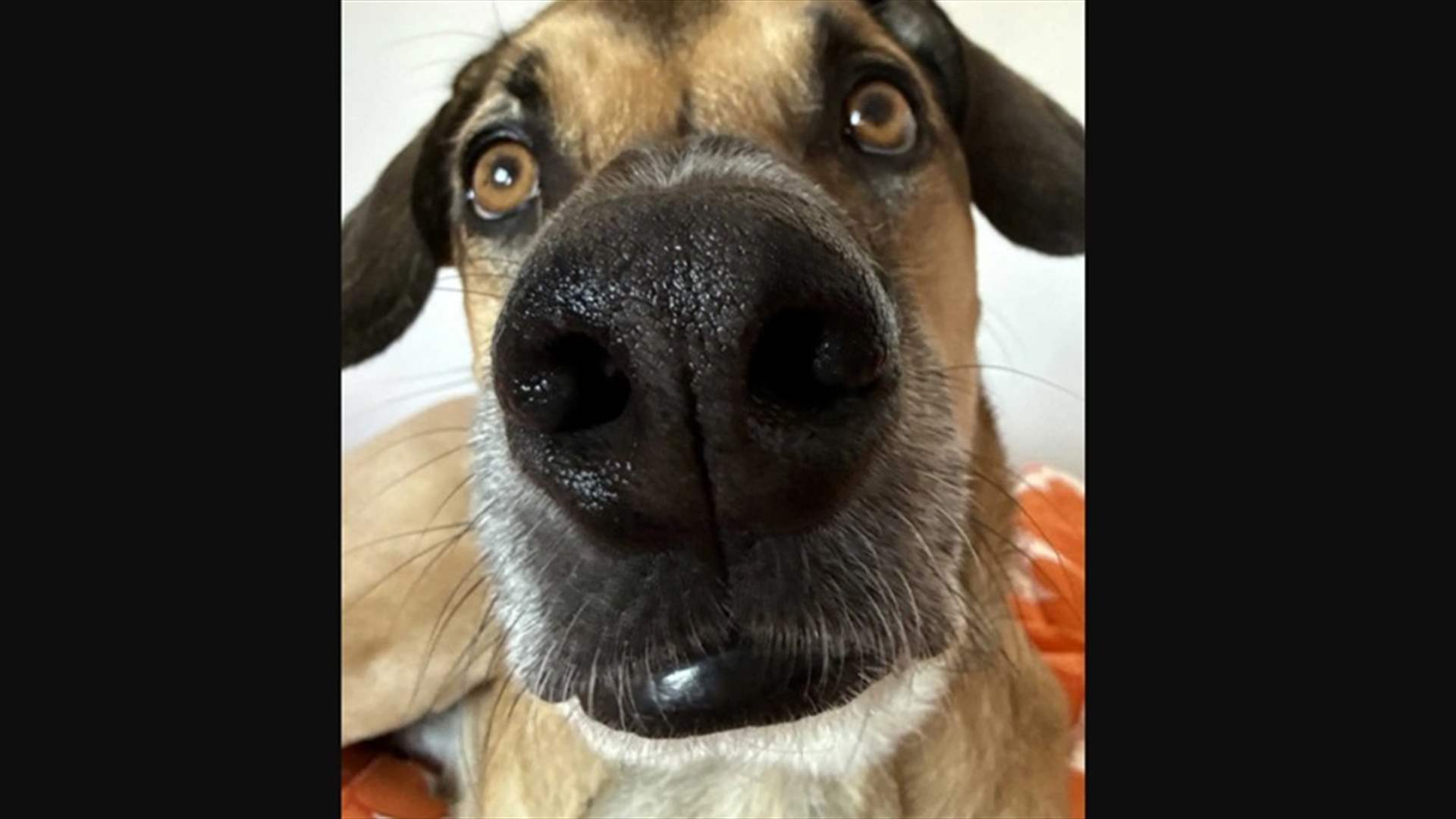 &quot;الطفل يشبه غولاش تماماً!&quot;... صورة صوتية صادمة: جنين يشبه كلب العائلة!