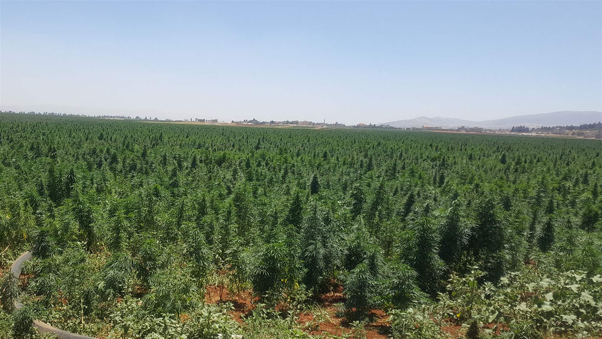 الهيئة الناظمة للقنّب الهندي محذرة من ايهام المزارعين: سنلاحق المتاجرين بهواجس المزارعين