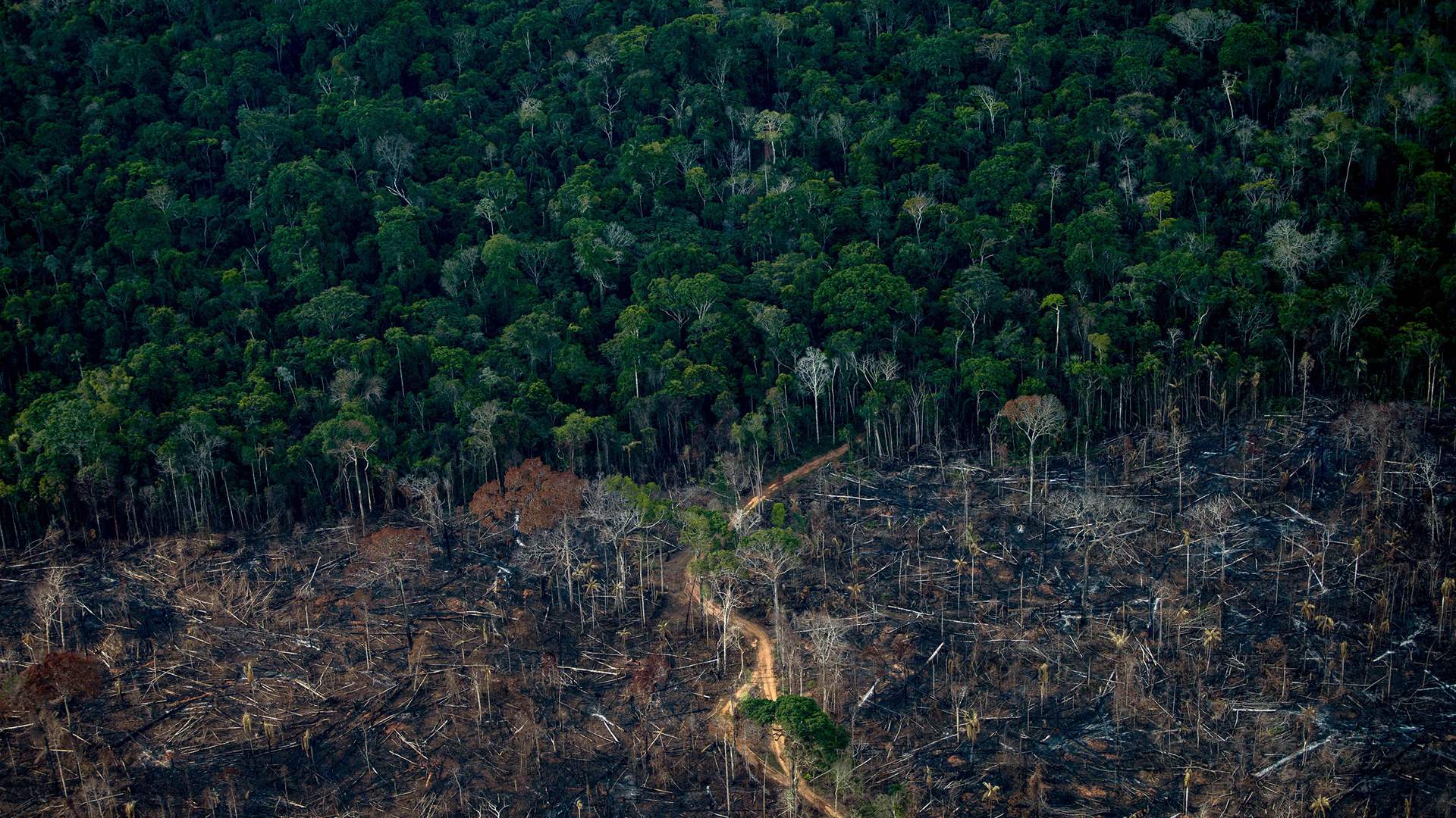 Annual deforestation fell 11% in Brazilian Amazon: Govt