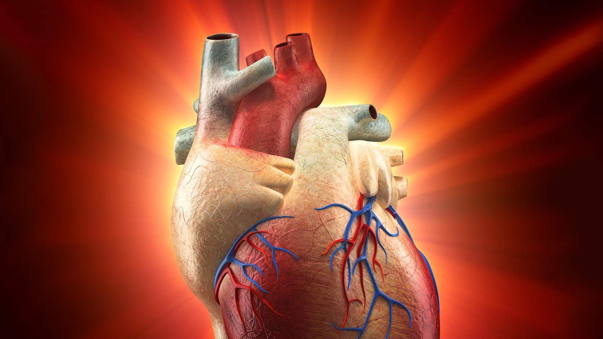 إنجاز علمي قد يُحدث تحولاً جذرياً في مجال الطب: &quot;قلب الإنسان قادر على إصلاح نفسه&quot;