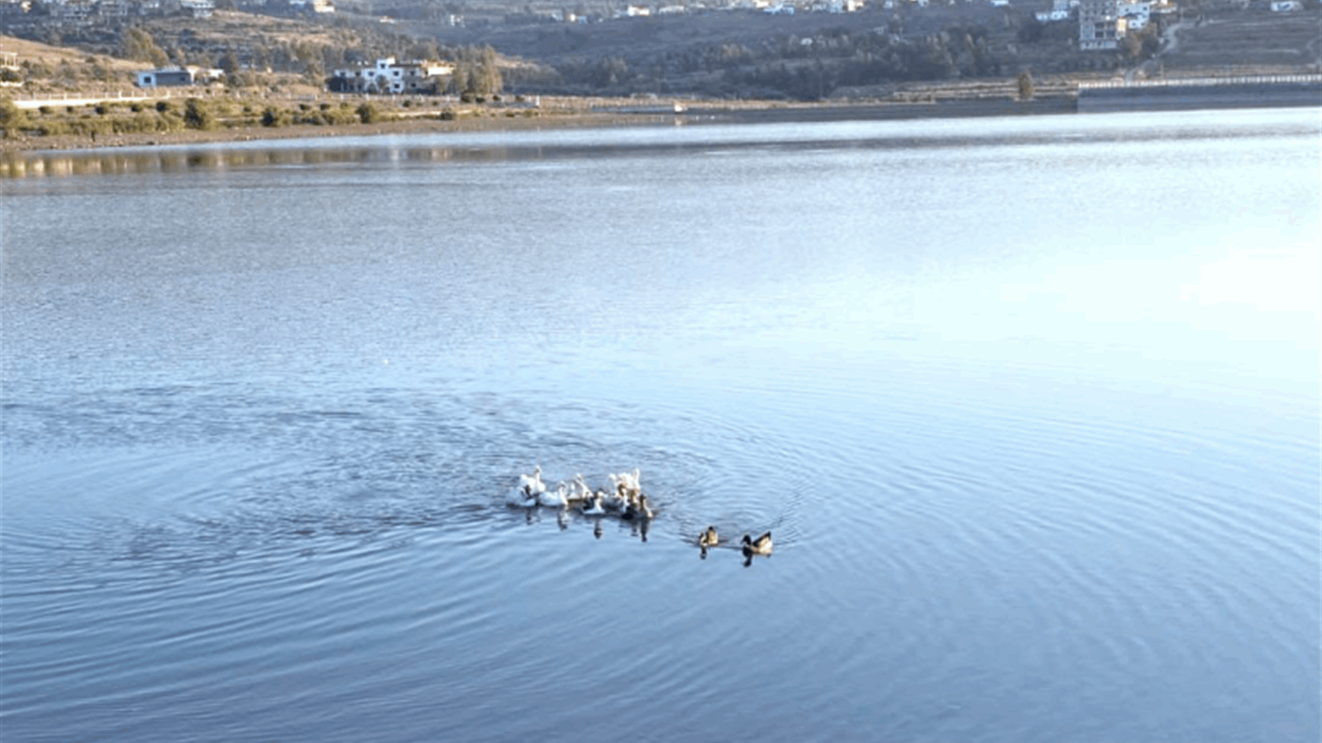 وزارة الزراعة تطلق طيور الوز في بحيرة الكواشرة بالتعاون مع الجيش اللبناني وبلدية الكواشرة
