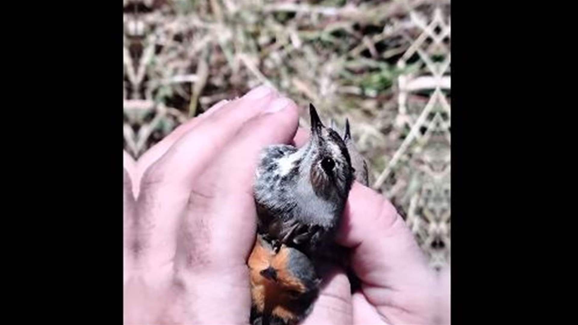 مجزرة بيئية... إزالة نحو 8000 متر من شباك الصيد وتحرير عدد كبير من الطيور العالقة (فيديو)