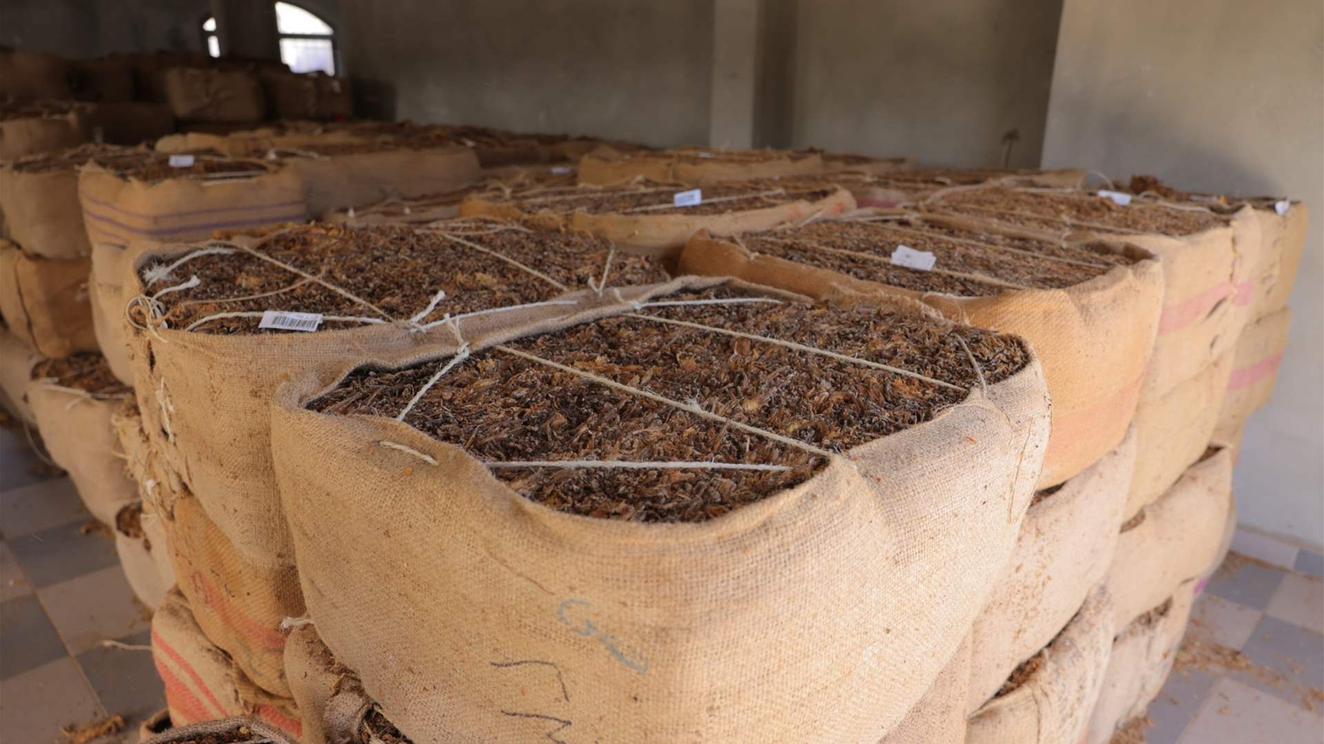 &quot;الريجي&quot;: انتهاء تسلّم محاصيل التبغ والتنباك من المزارعين في الجنوب والشمال