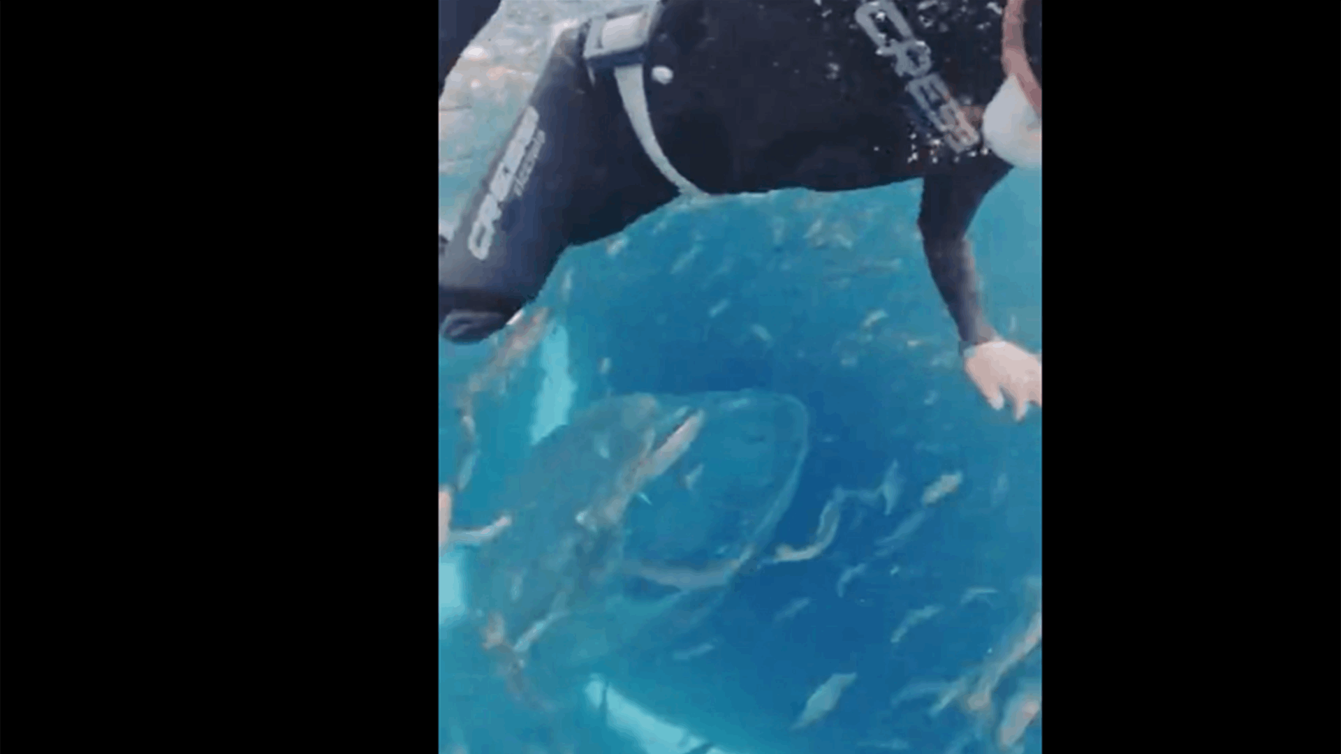 &quot;كاد أن يبتلعها حوت أحدب ولكن&quot;... لحظة مرعبة وتحول صادم في الأحداث (فيديو)