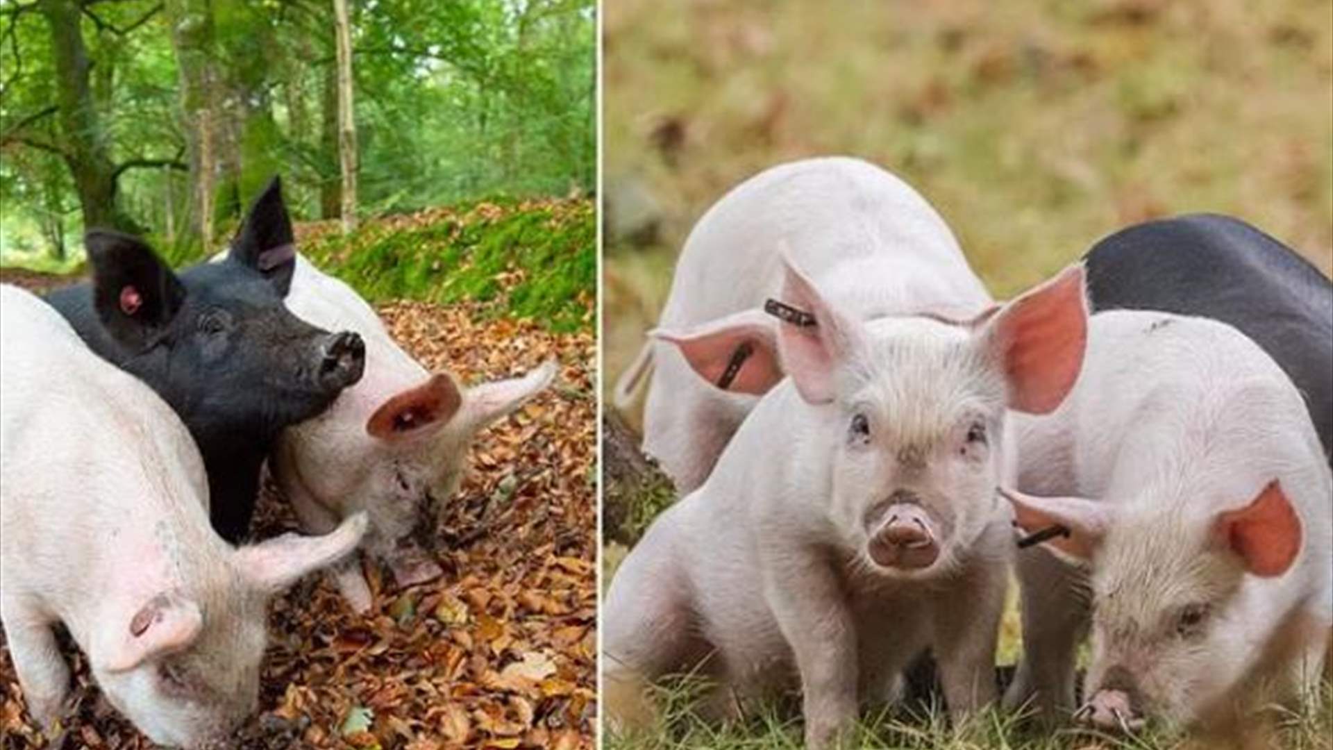 في إنكلترا... سياح يثيرون غضب بعض القرويين بهذه التصرفات