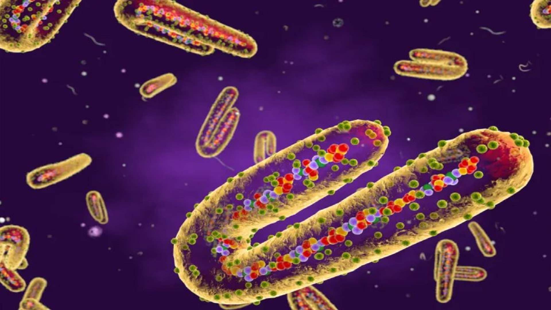 إثيوبيا تؤكد تفشي وباء ماربورغ في جنوبها