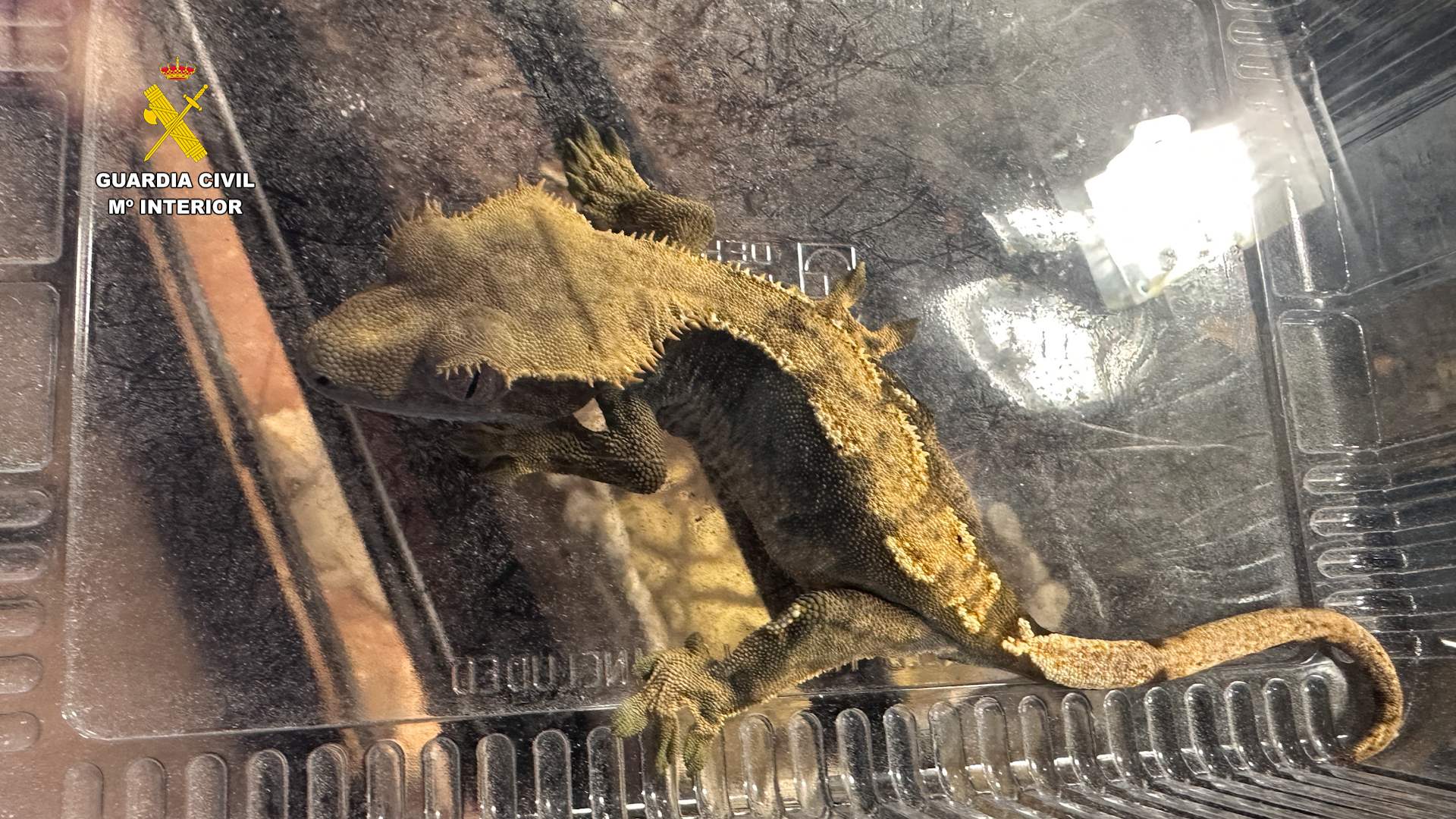 في اسبانيا... انقاذ المئات من الحيوانات الغريبة من محمية غير قانونية