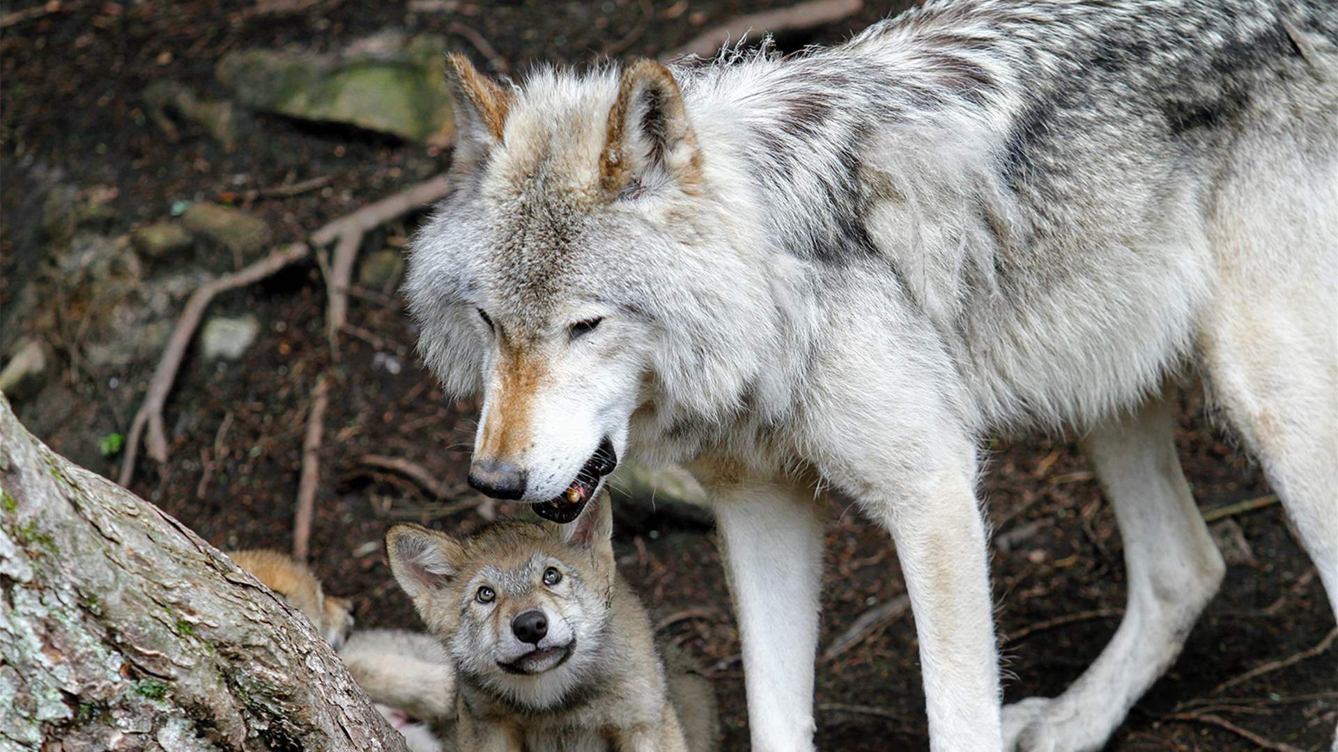 في مشهد خطير... رجل يقترب من قطيع ذئاب في متنزه وسط ذهول الحاضرين! (فيديو)