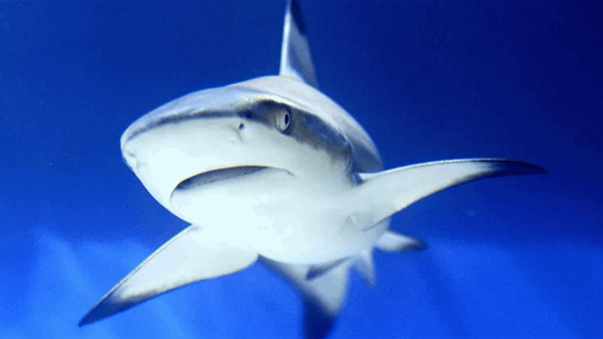 قرش يبتلع كاميرا غواص... والمشاهد التي التقطتها من داخل فمه مذهلة (فيديو)