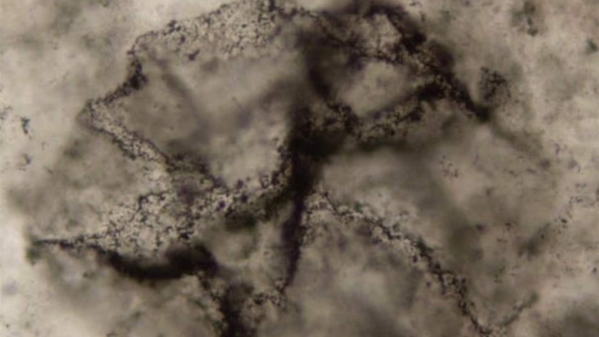 اكتشاف مذهل يعيد كتابة التاريخ: أقدم بصمة حياة على الأرض عمرها 3.3 مليار سنة