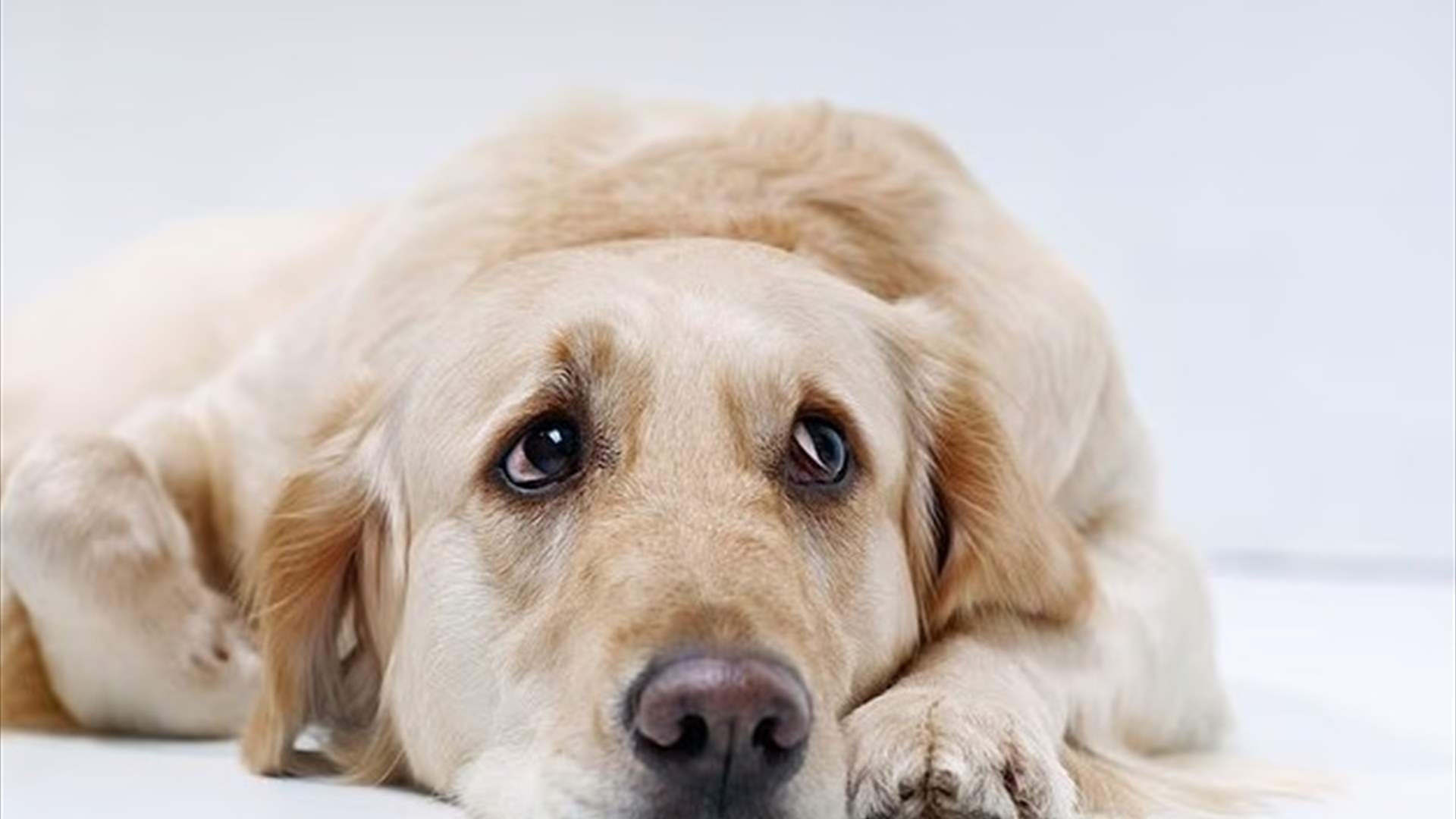 صدمة علمية… جينات مشتركة بين البشر والـ &quot;غولدن ريتريفر&quot; وهذا ما تتحكّم به