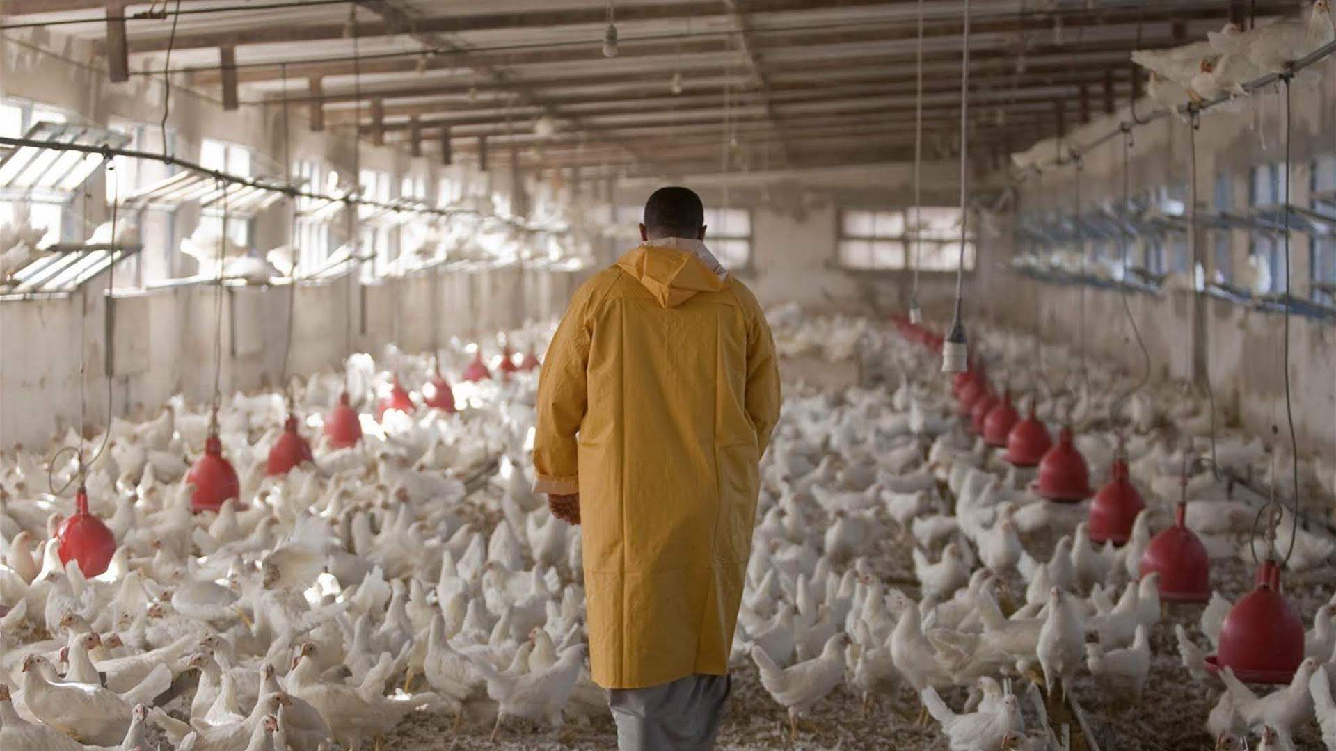 نقابة الدواجن متضامنة مع &quot;هوا تشيكن&quot;: نطمئن اللبنانيين تأمين حاجة السوق