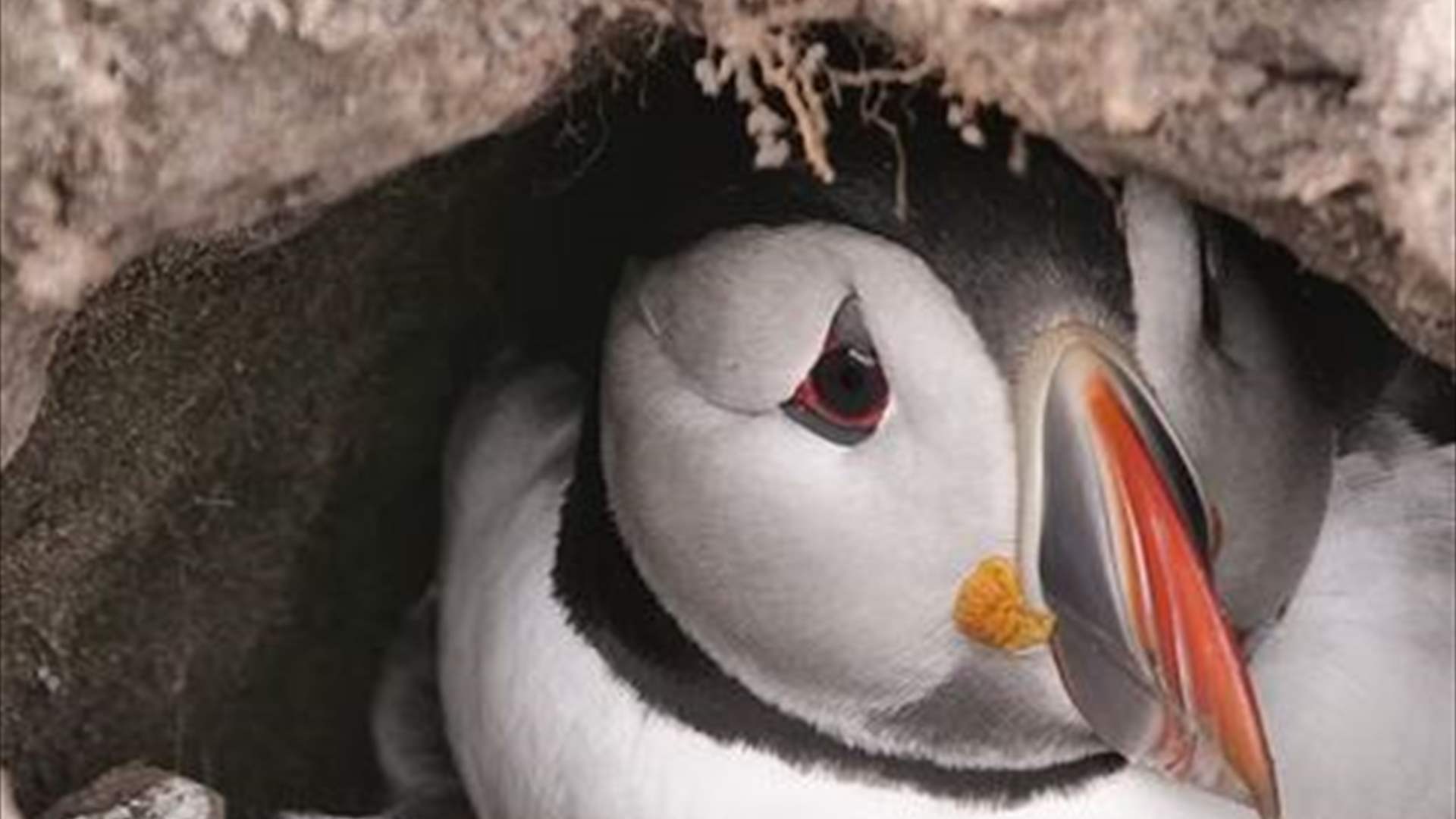 طيور البفن تتناقص بشدة في جزر إنكلترا... وهذه التفاصيل