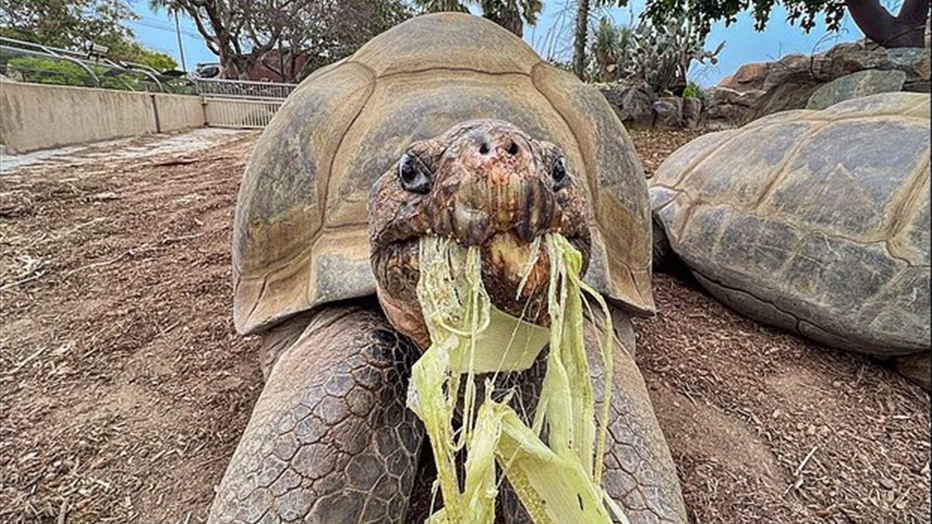 السلحفاة التي عاصرت 20 رئيسًا أميركيًا ونجت من حربين عالميتين... رحيل &quot;غاما&quot; عن 141 عامًا