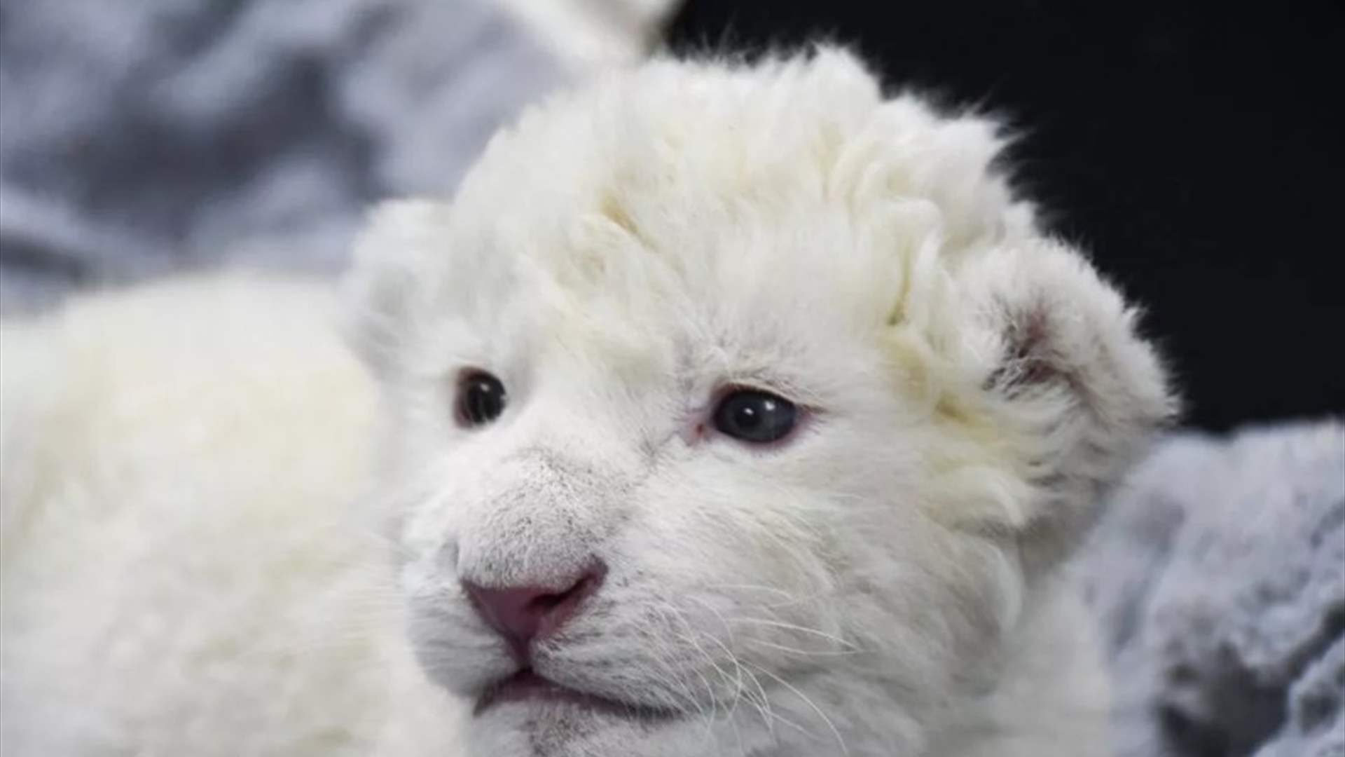 &quot;معجزة عيد الميلاد&quot;... شبلان أبيضان ينضمان إلى قائمة السلالات الأندر في العالم (صور)