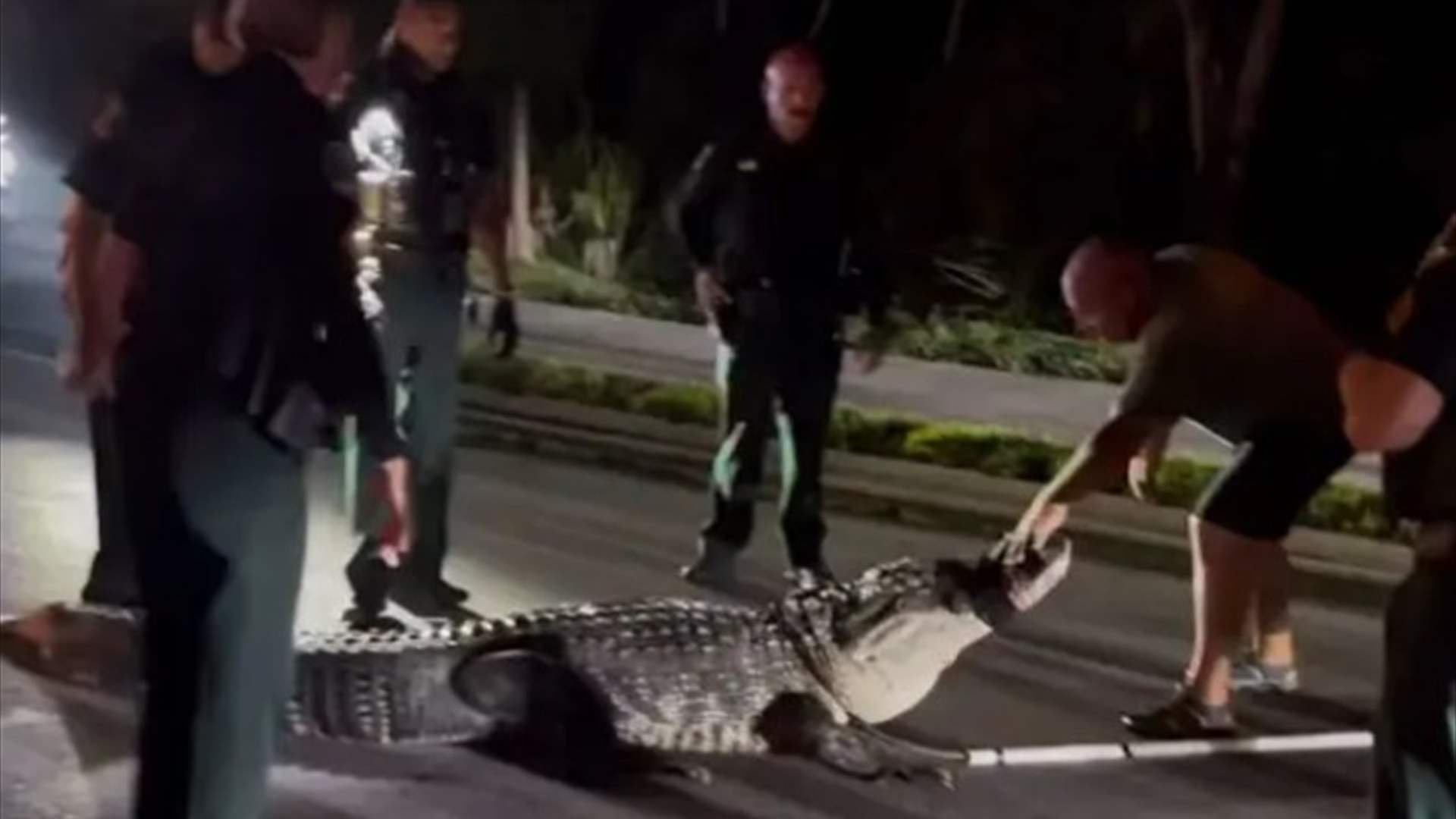 يزن 272 كيلوغرامًا... هكذا سيطرت شرطة فلوريدا على تمساح ضخم (فيديو)