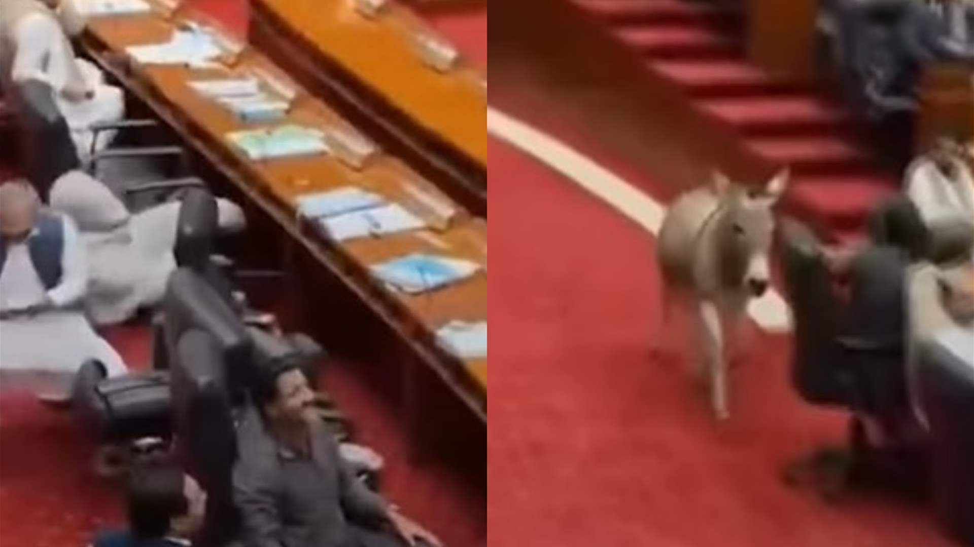 حمار يقتحم مجلس الشيوخ الباكستاني... مشهد حقيقي أم خدعة بالذكاء الاصطناعي؟ (فيديو)