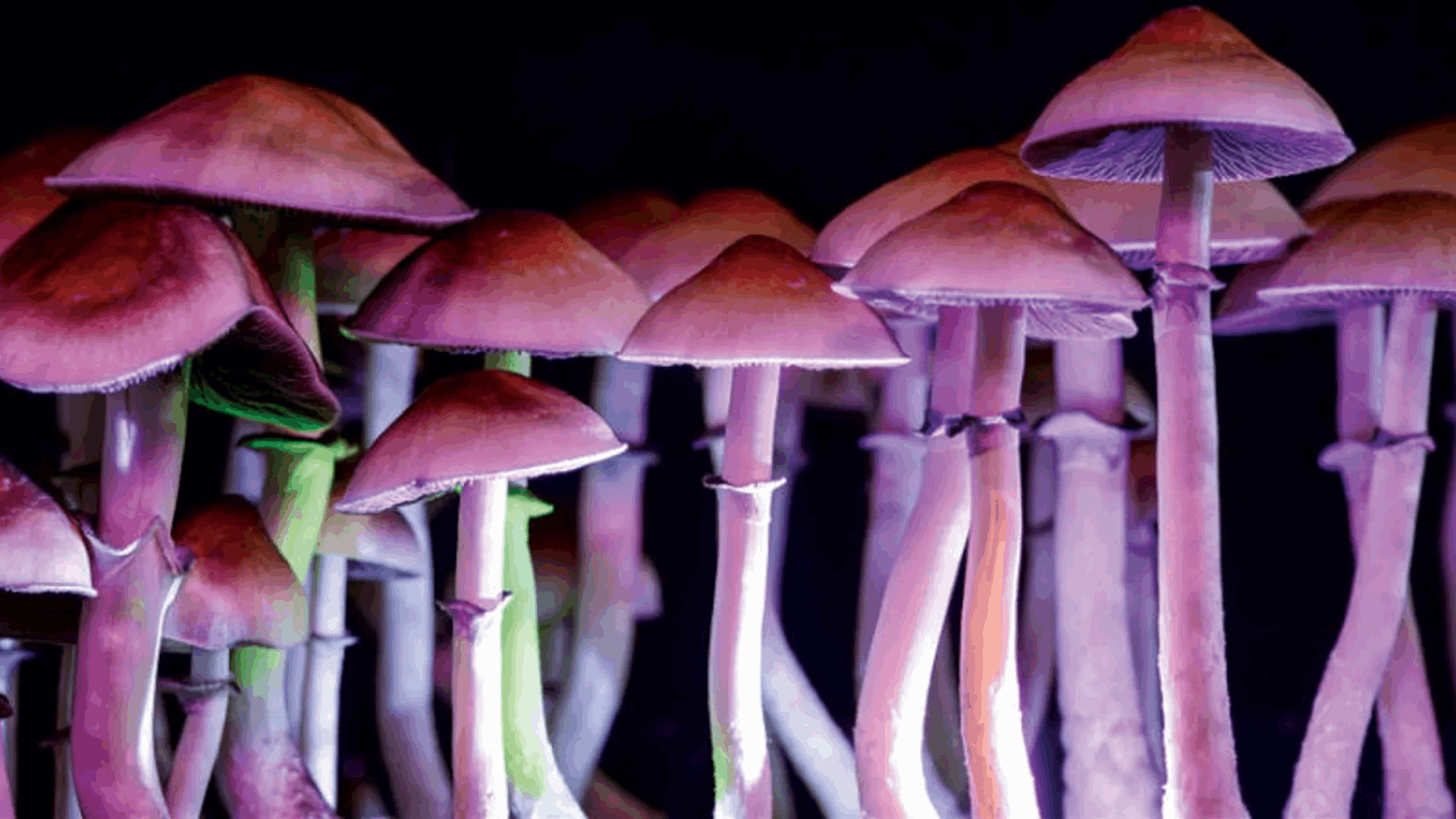 اعتبارا من بداية عام 2026... تشيكيا تجيز استخدام الفطر السحري لعلاج أمراض الاكتئاب 