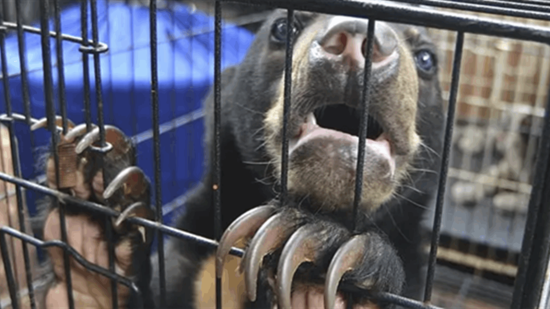 الاتجار بالحيوانات الحية بلغ مستويات قياسية عام 2025... وهذا ما أوضحه الانتربول