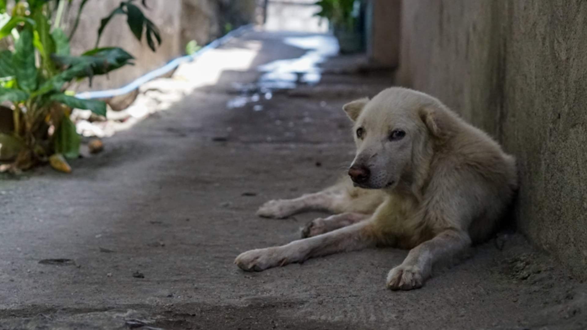 للمرة الأولى… القاهرة تُطلق مبادرة فريدة لإيواء الكلاب الضالة
