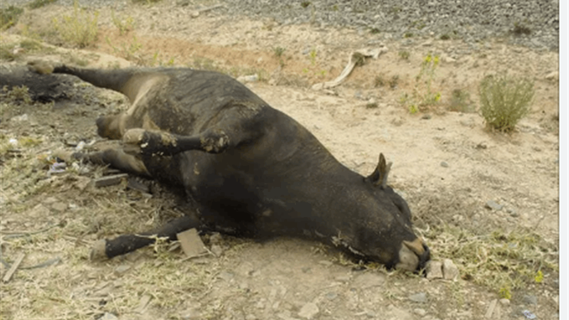 نقابات المزارعين: انتشار الحمّى القلاعية تحدّ يستدعي تعاونًا وطنيًا
