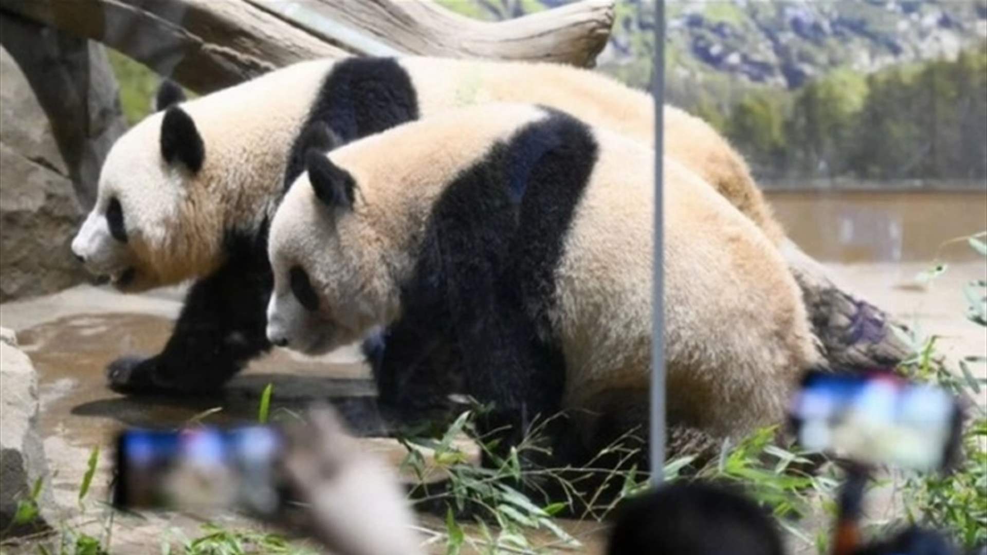 وسط خلافات ثنائية... حزن في اليابان قبل مغادرة آخر حيواني باندا عملاقة إلى الصين 