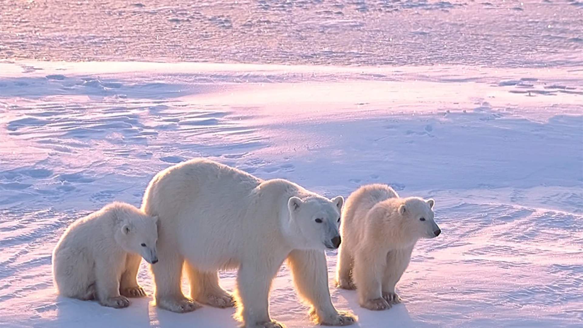 حالة نادرة جدا... دبة قطبية تتبنى شبلا لم تلده