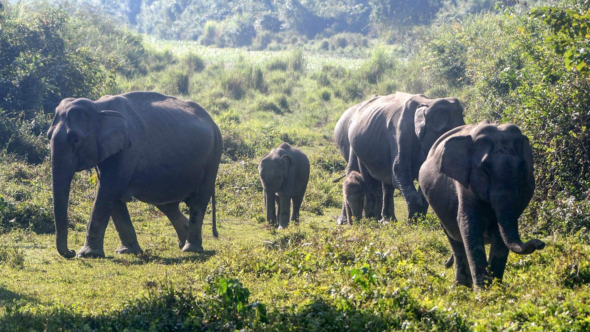 Seven elephants killed in India train accident