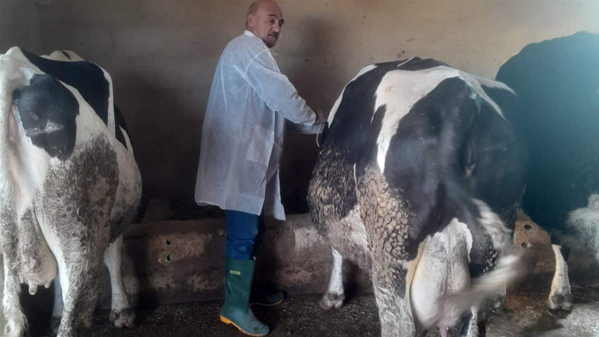 تقرير اليوم الثالث من حملة تحصين الأبقار ضد داء الحمى القلاعية