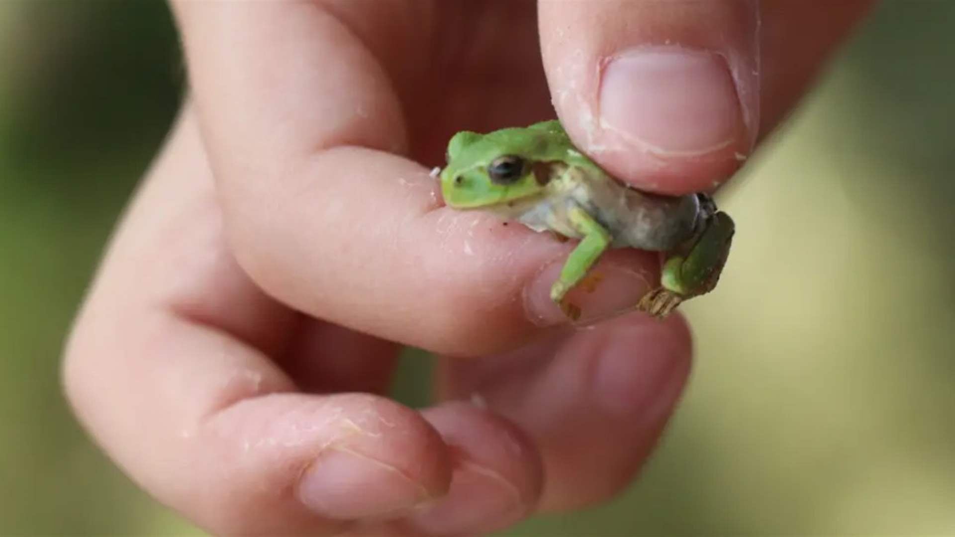 بكتيريا من أمعاء ضفادع يابانية تفتح باباً جديداً لعلاج سرطان القولون