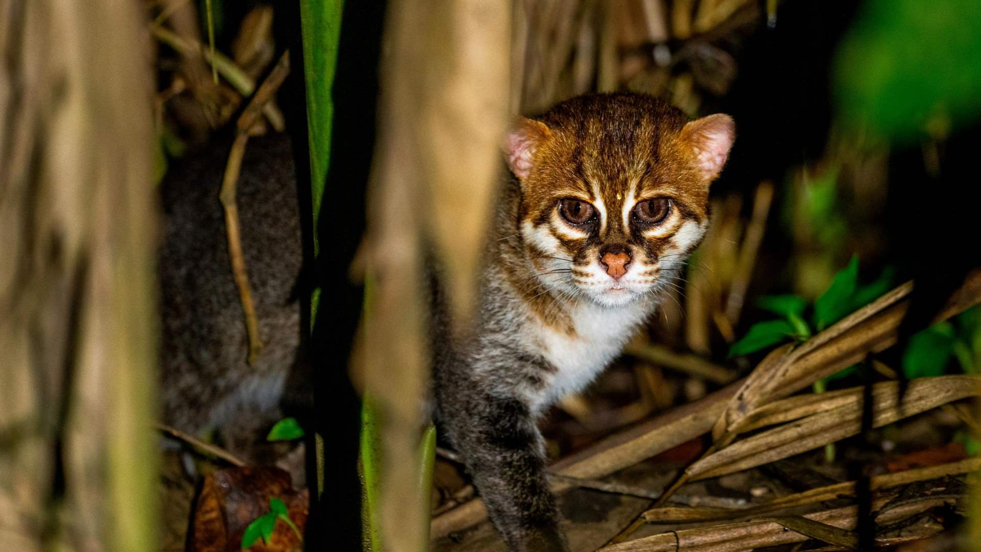  للمرة الأولى منذ 3 عقود... رصد قطّ مسطح الرأس في محمية تايلاندية (صور)