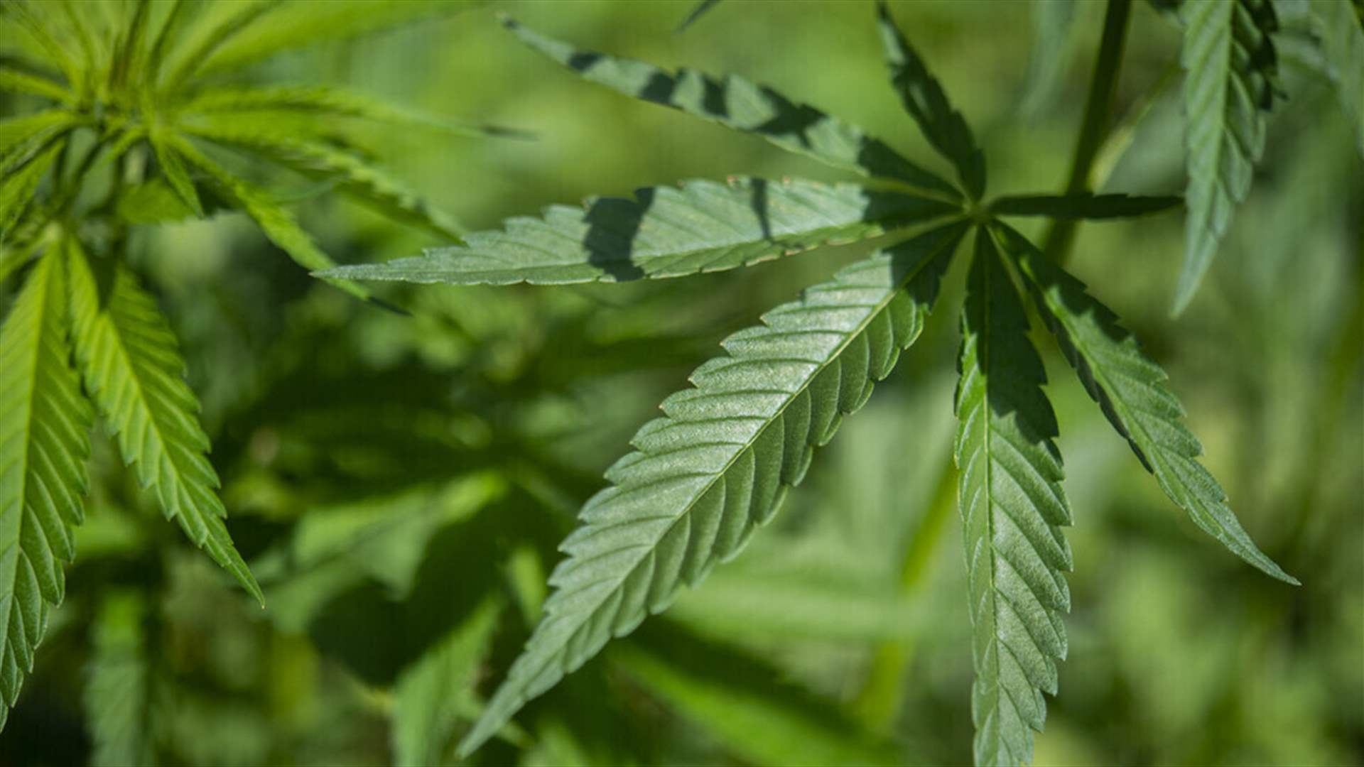 الهيئة الناظمة لزراعة القنب: العمل مستمر لإنجاز الأطر التنظيمية