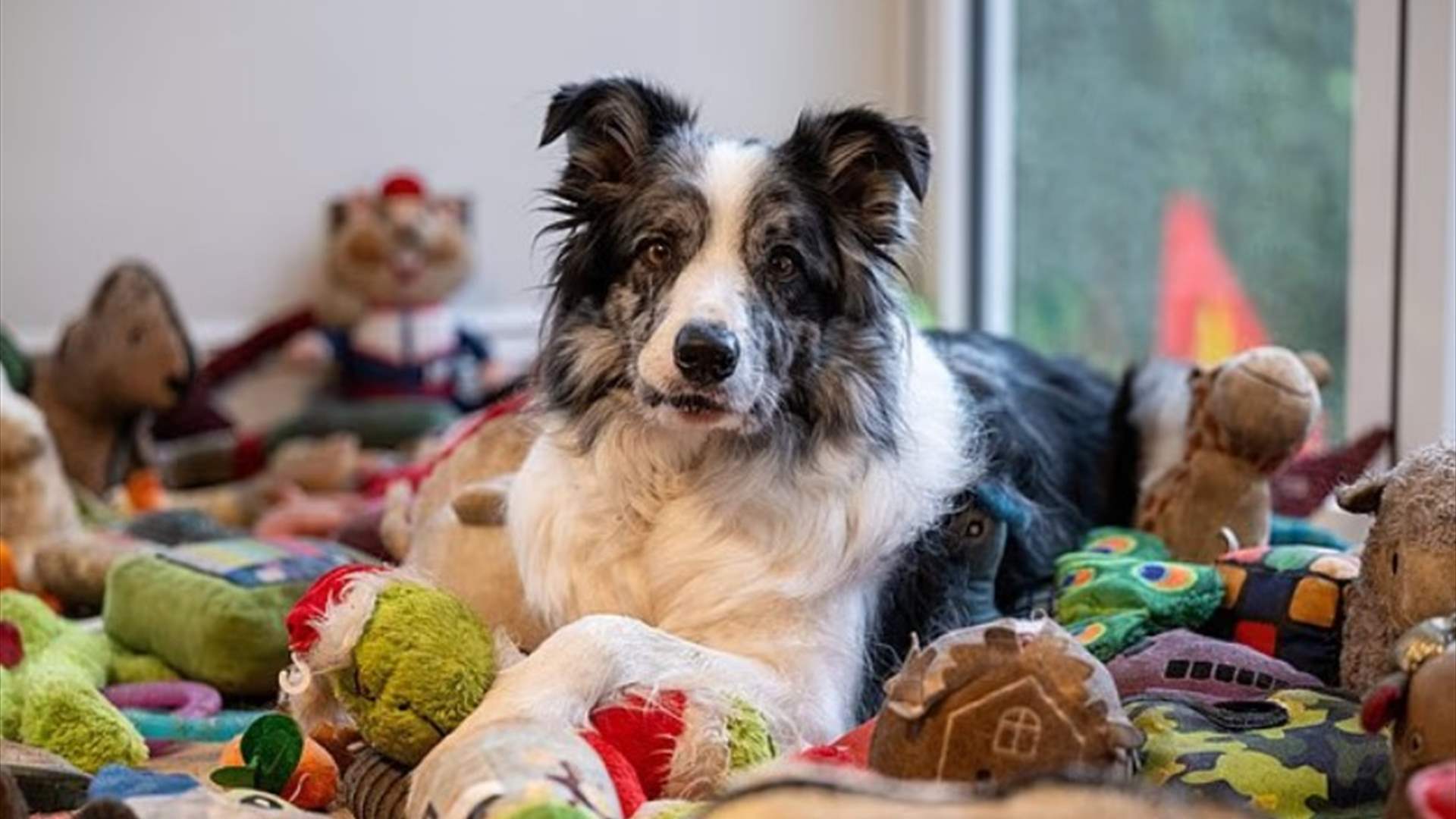 "أذكى كلب في بريطانيا"… هارفي يتعرّف على أكثر من 200 كلمة!  