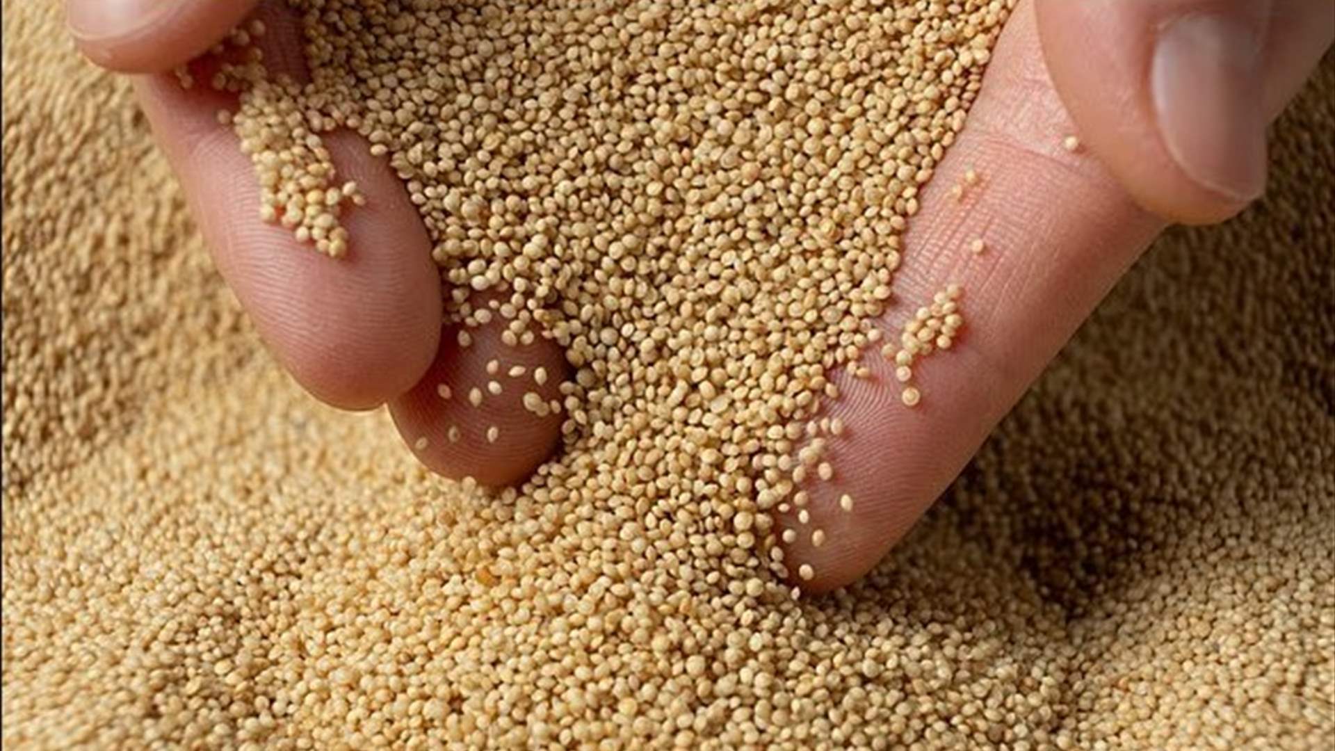 نوع من الحنطة يعود من التاريخ ليخطف الأضواء… فوائد صحية تتفوّق على أشهر الحبوب