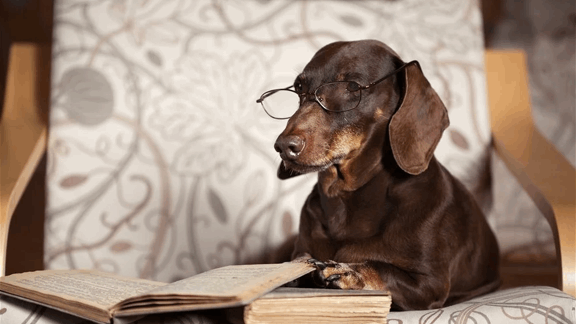 دراسة جديدة تكشف: بعض الكلاب تستطيع تعلّم الكلمات... وهذه هي الطريقة