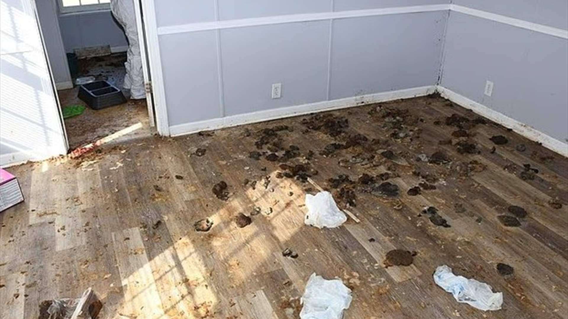 رسالة مؤلمة ومشاهد مخيفة... طفلة تُركت وحدها عامًا كاملًا داخل منزل قذر مع 7 كلاب والتفاصيل صادمة (صور)